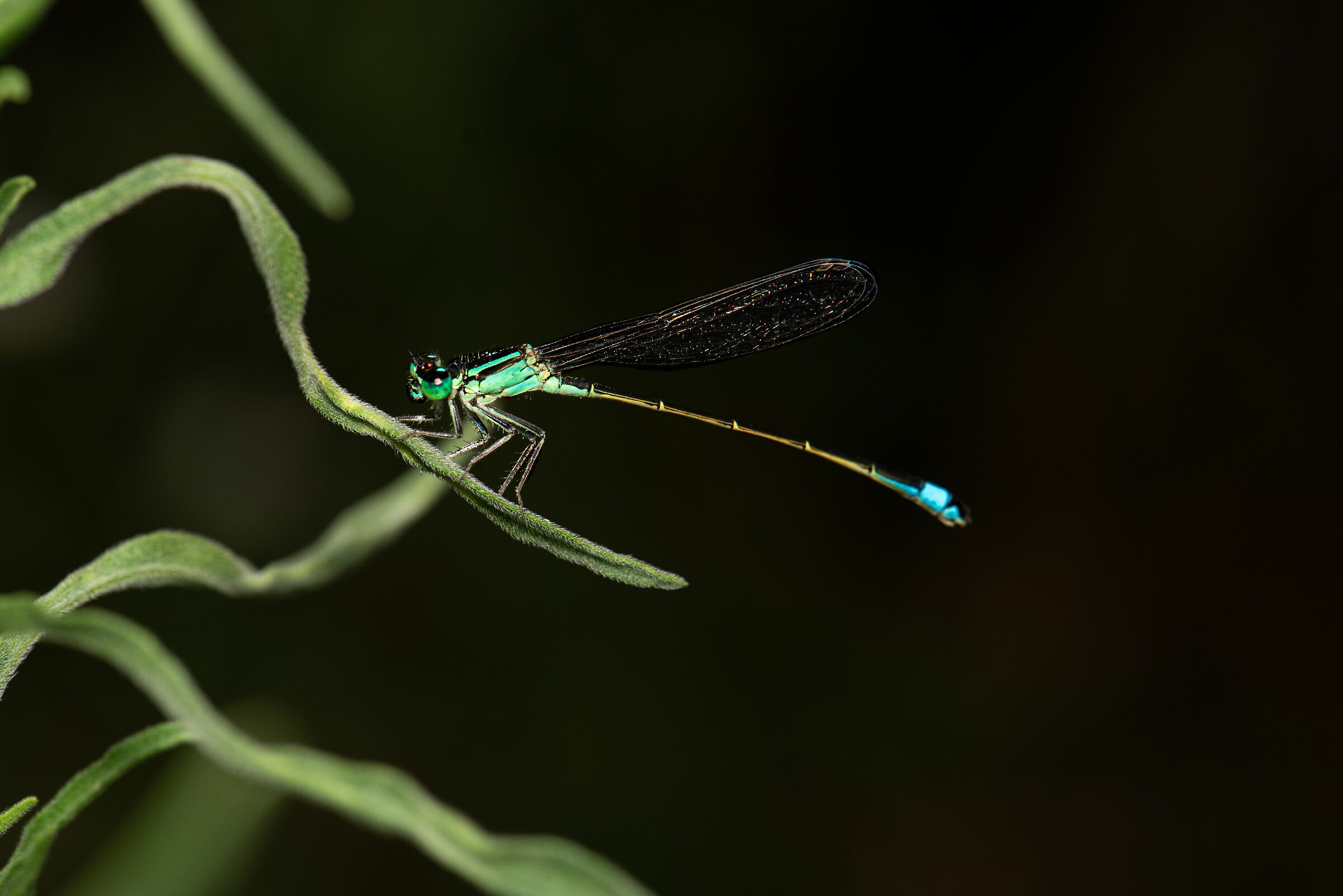 Erythromma viridulum