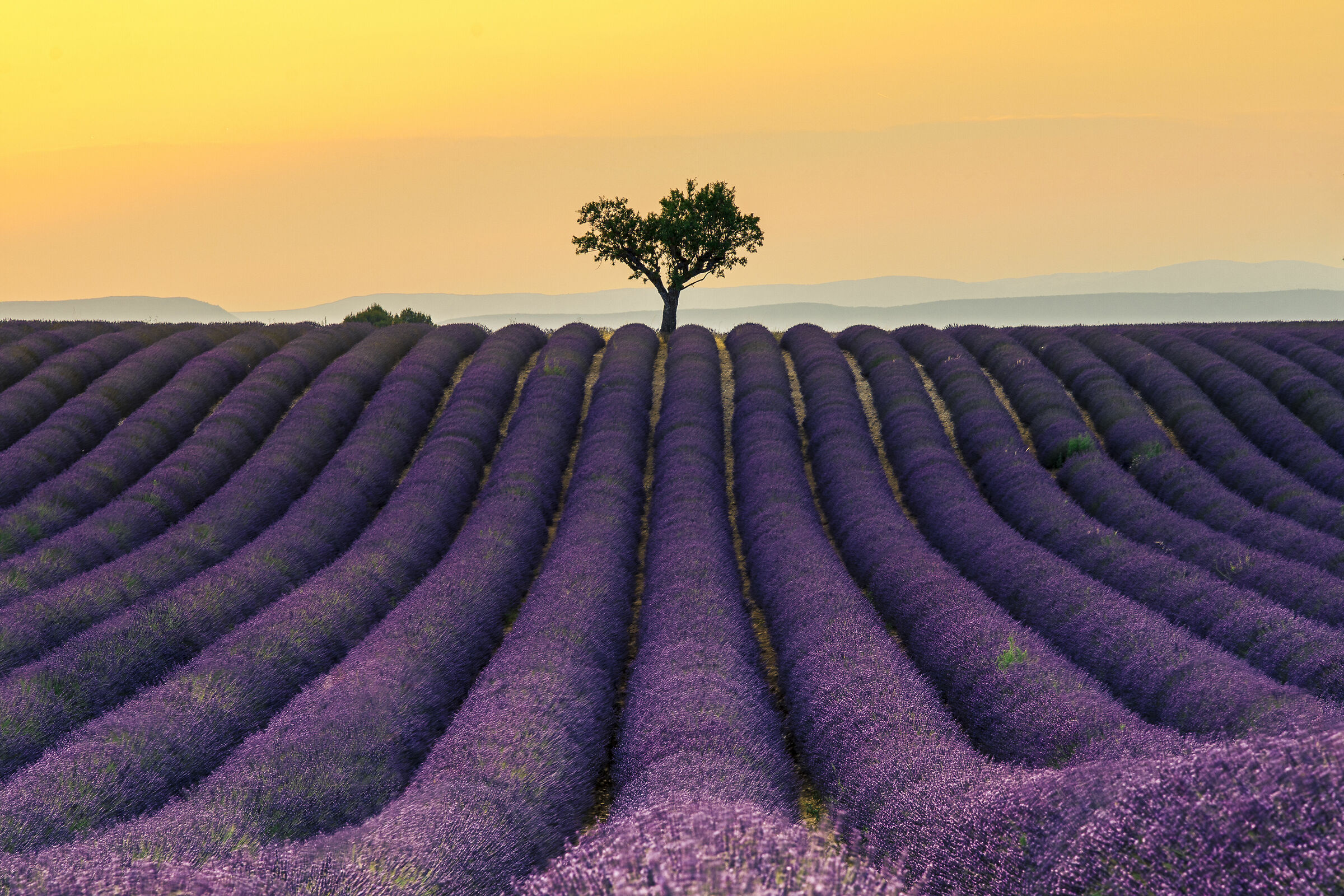 tramonto sulla lavanda