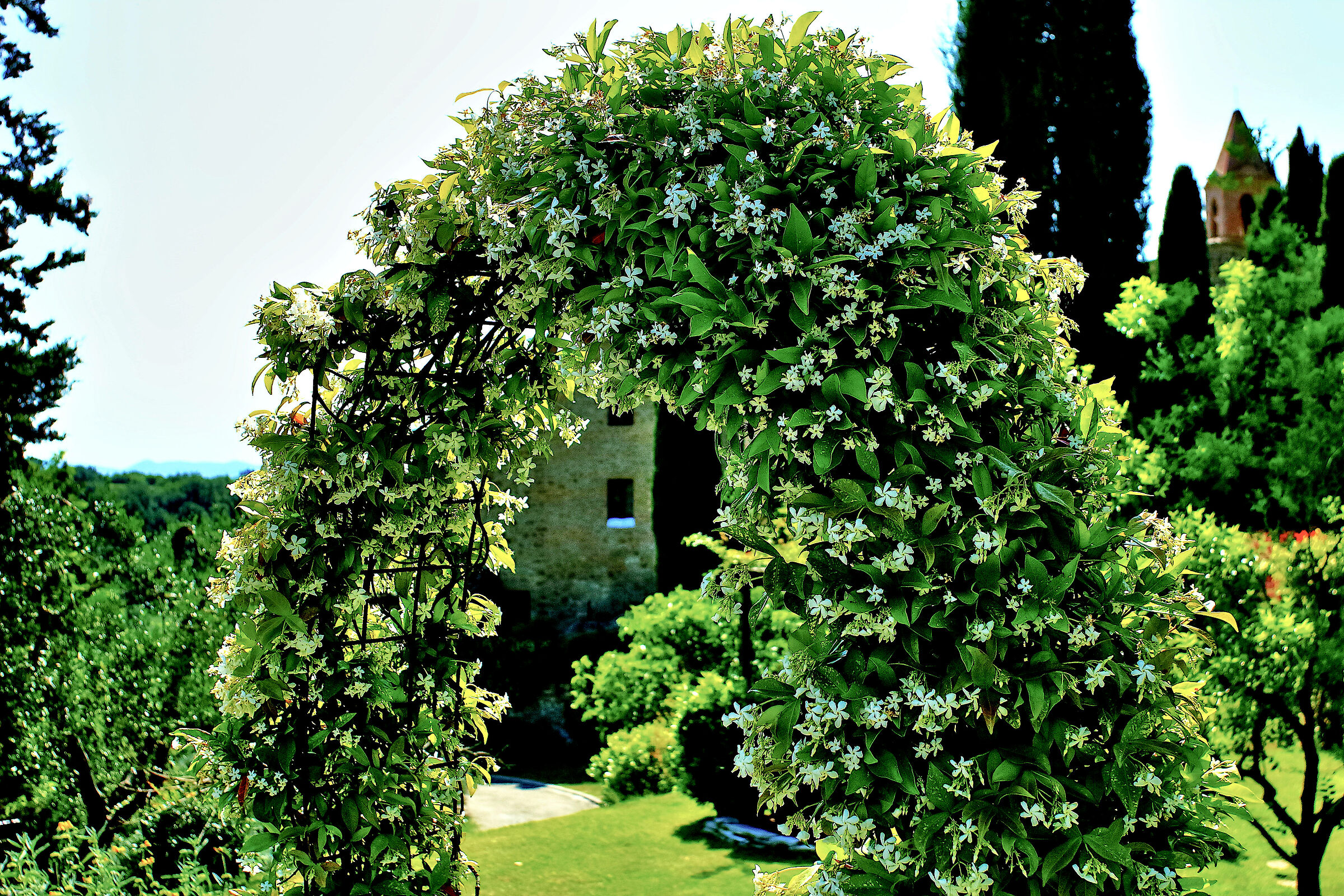 Composizione floreale (Giardino di villa in Toscana)