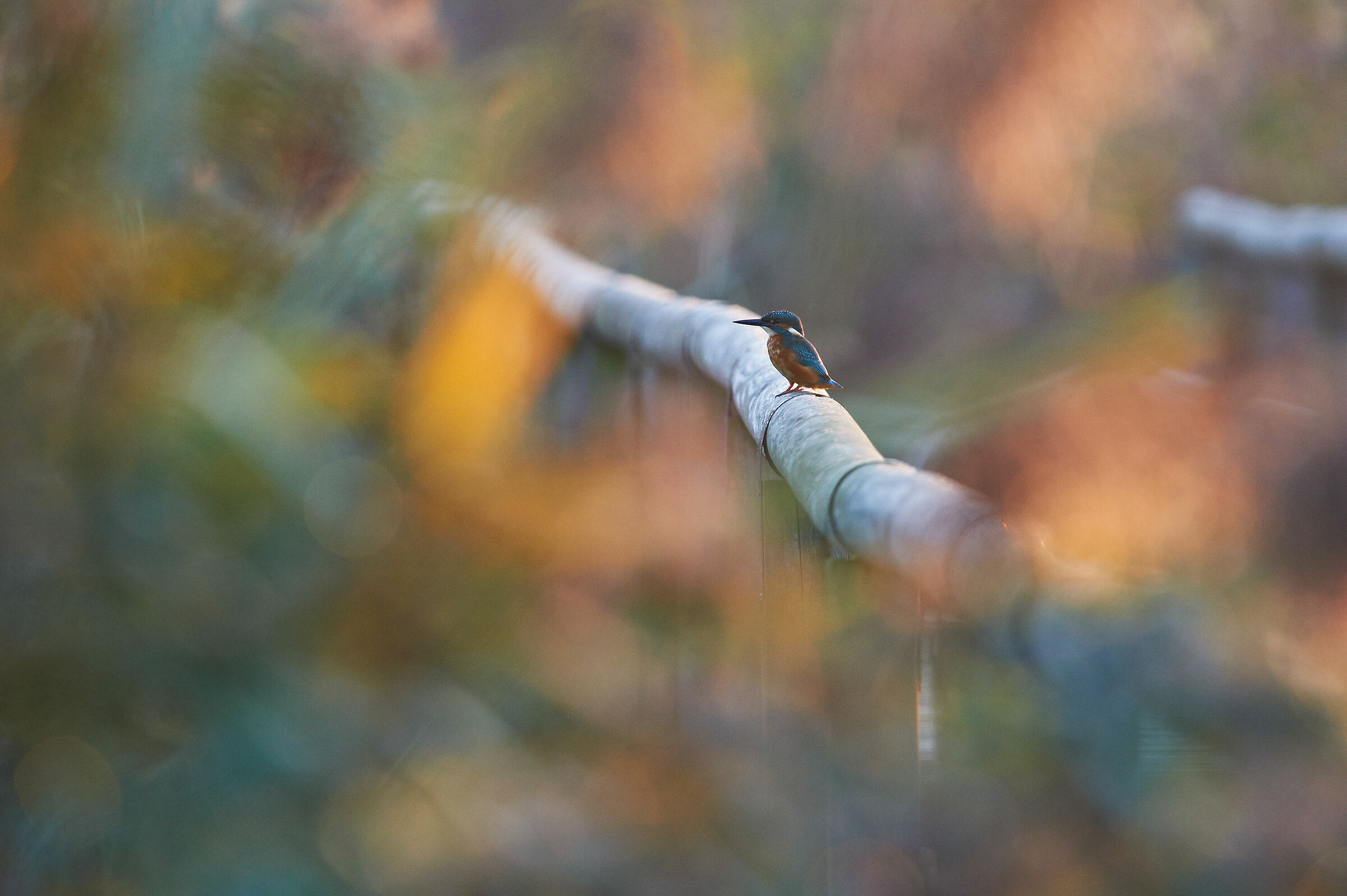 Autumn on the catwalk