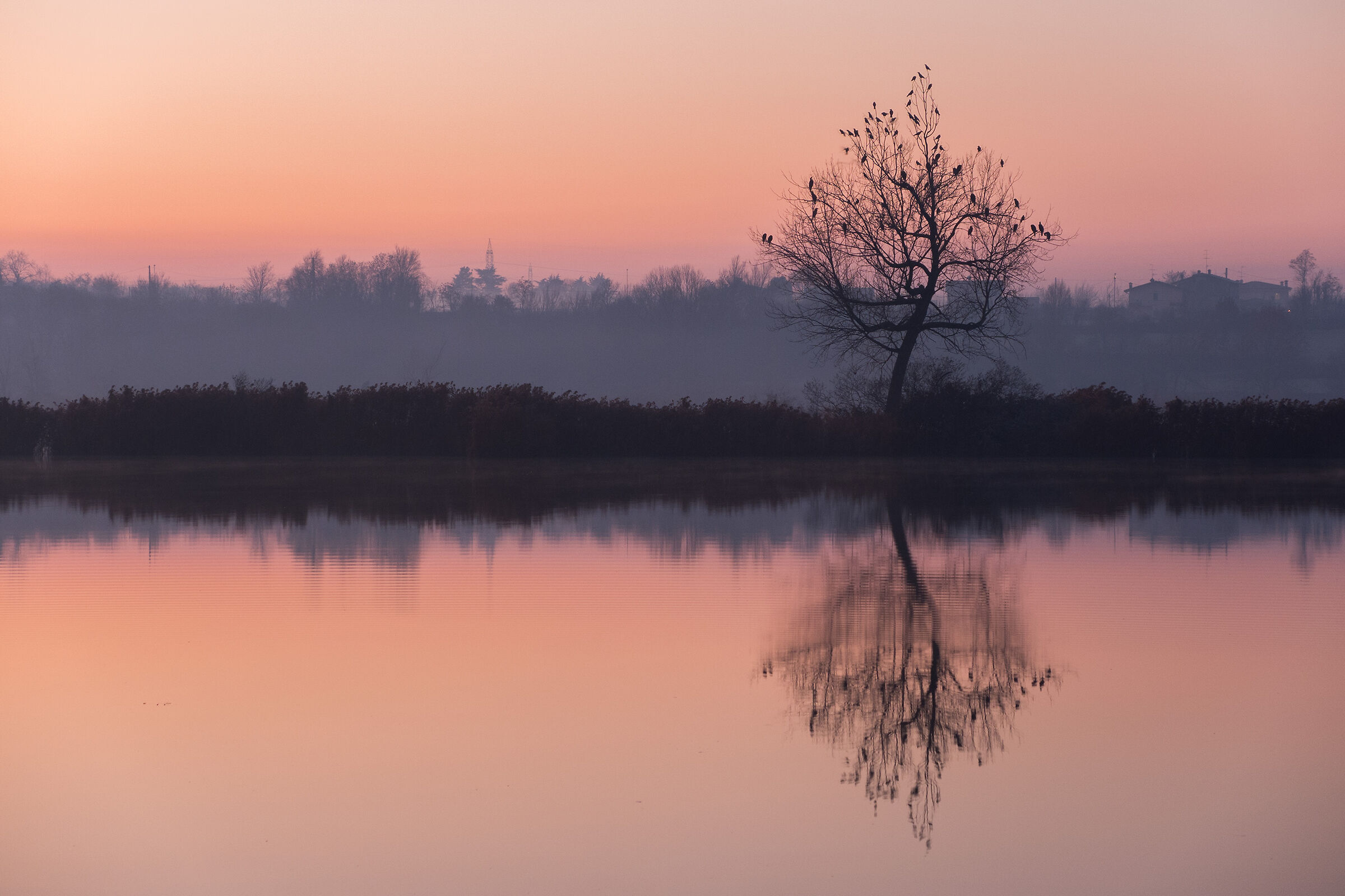 Plant of the Witches
