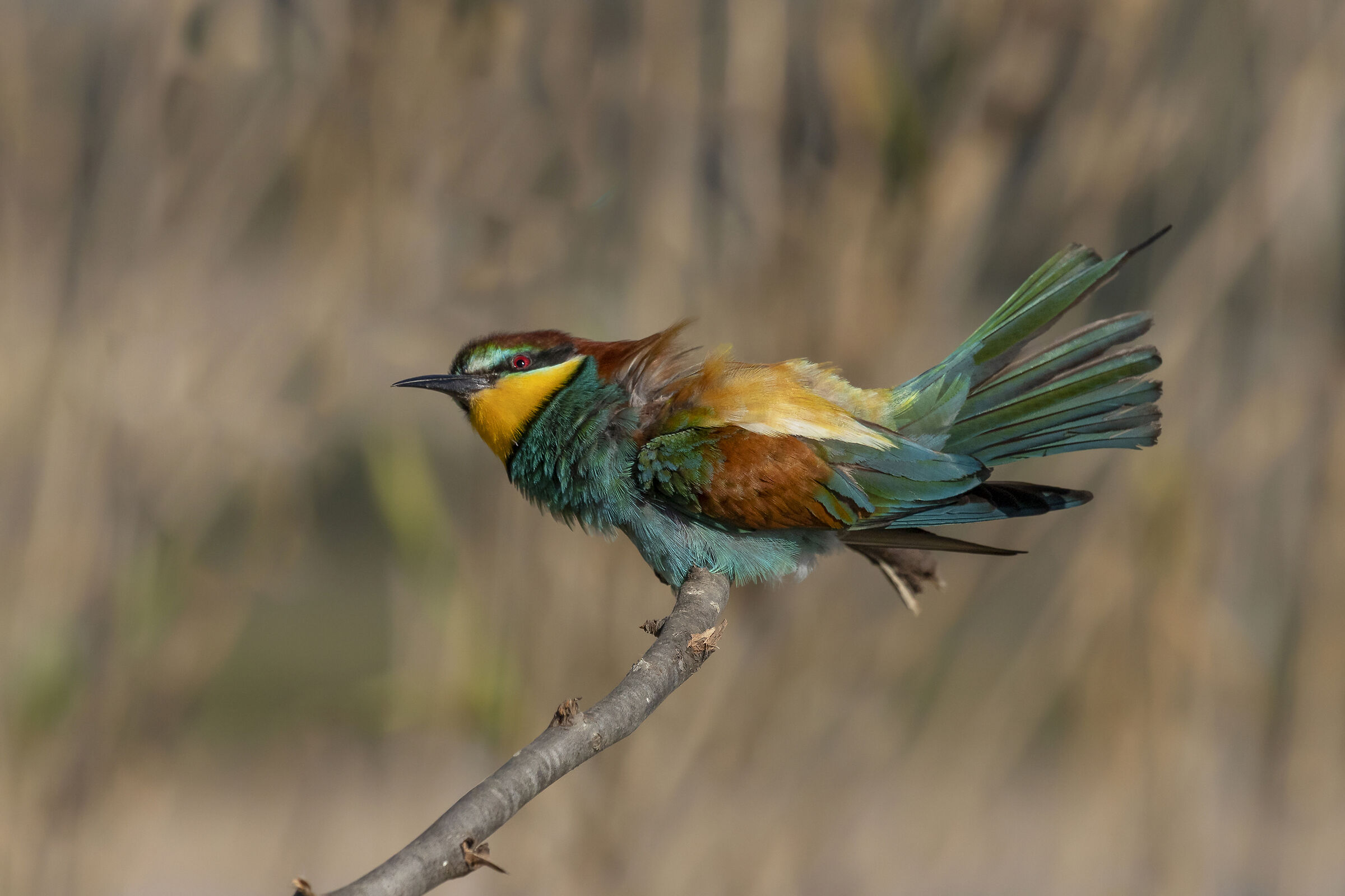 Bee-eater
