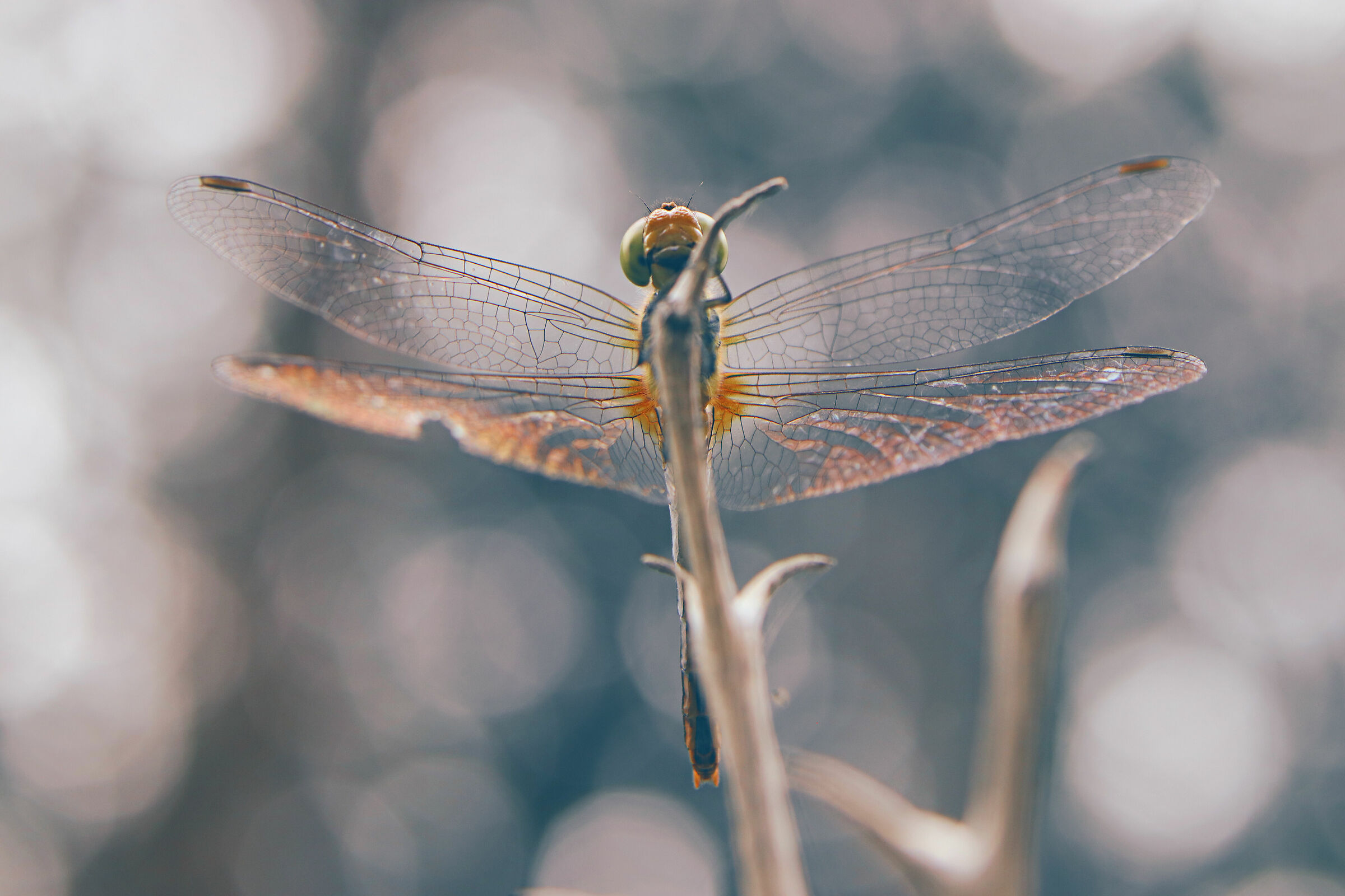 Libellula in controluce con Lensbaby edge 50