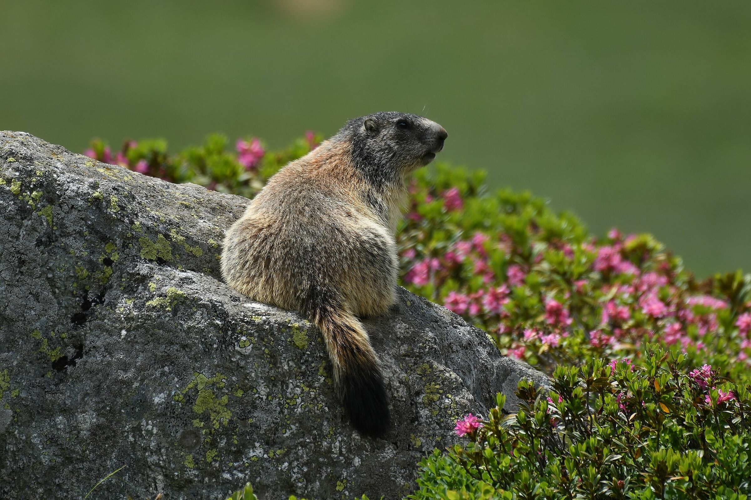 Marmot Marmota