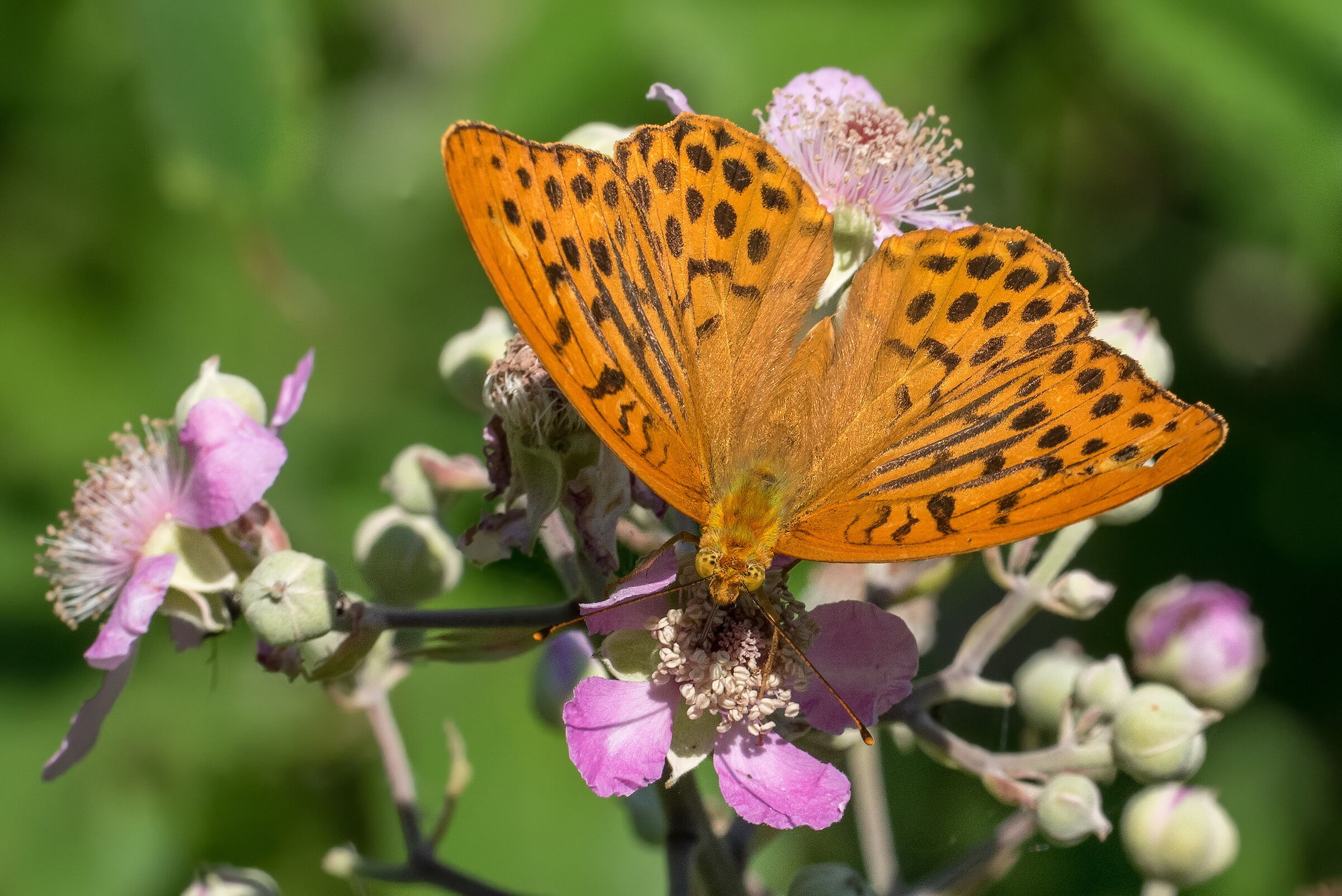 Argynnis paphia