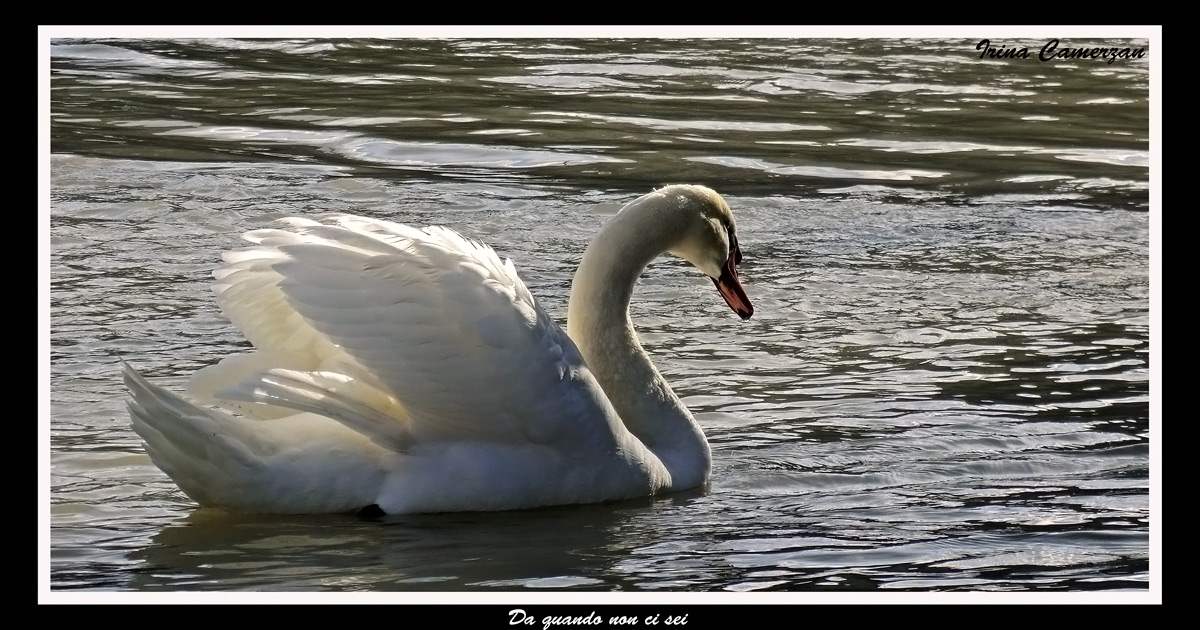 Da quando non ci sei