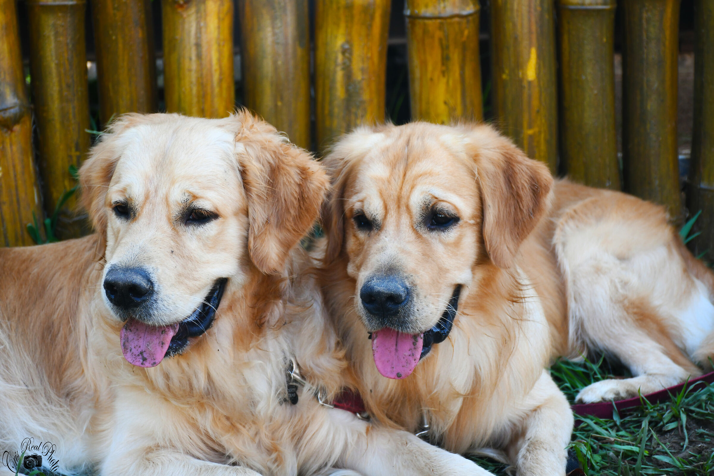 leoni da guardia nikon d7500  f6.3 iso 640 1/320 sec