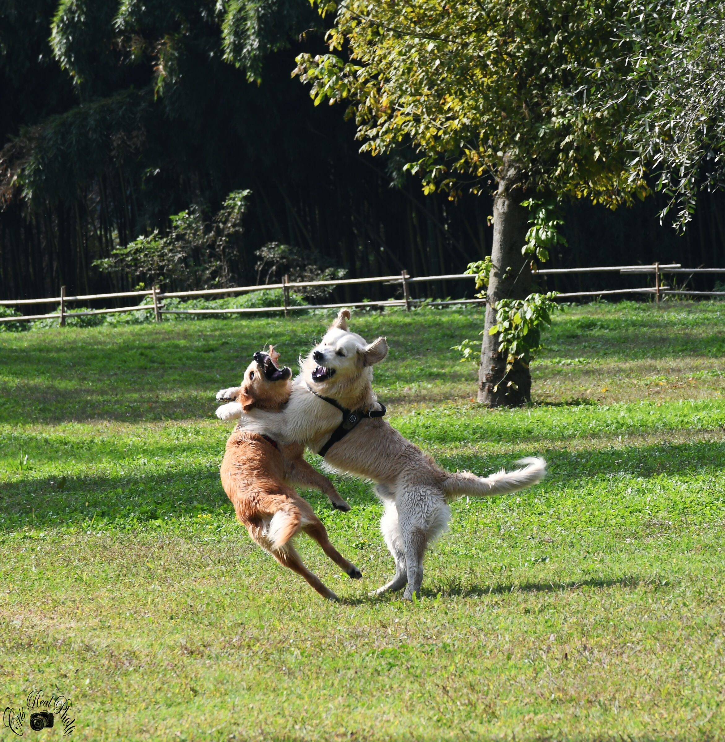 giochi violenti nikon d7500 f9 iso 320 1/400sec 116mm