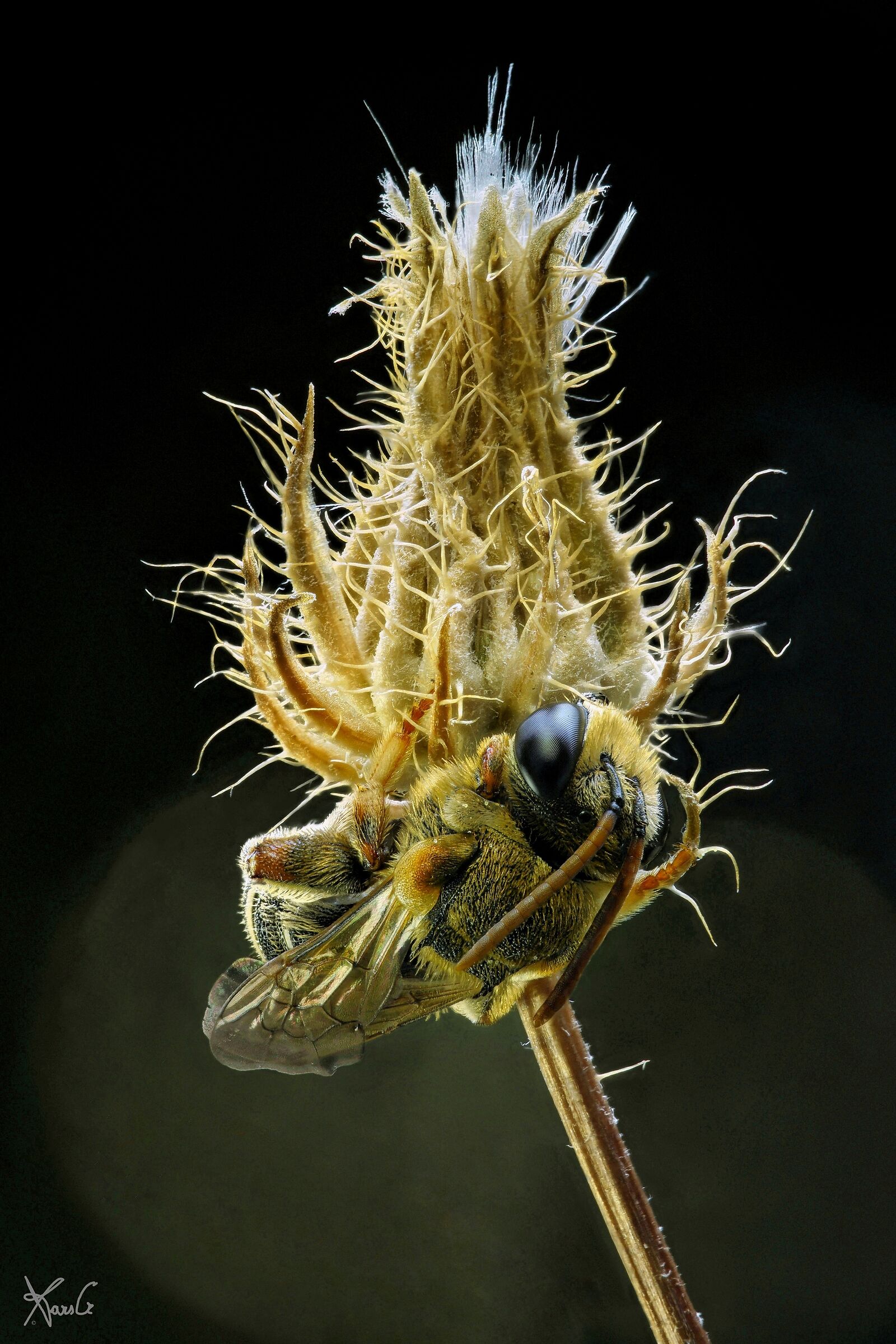 Doesn't glitter all that is gold