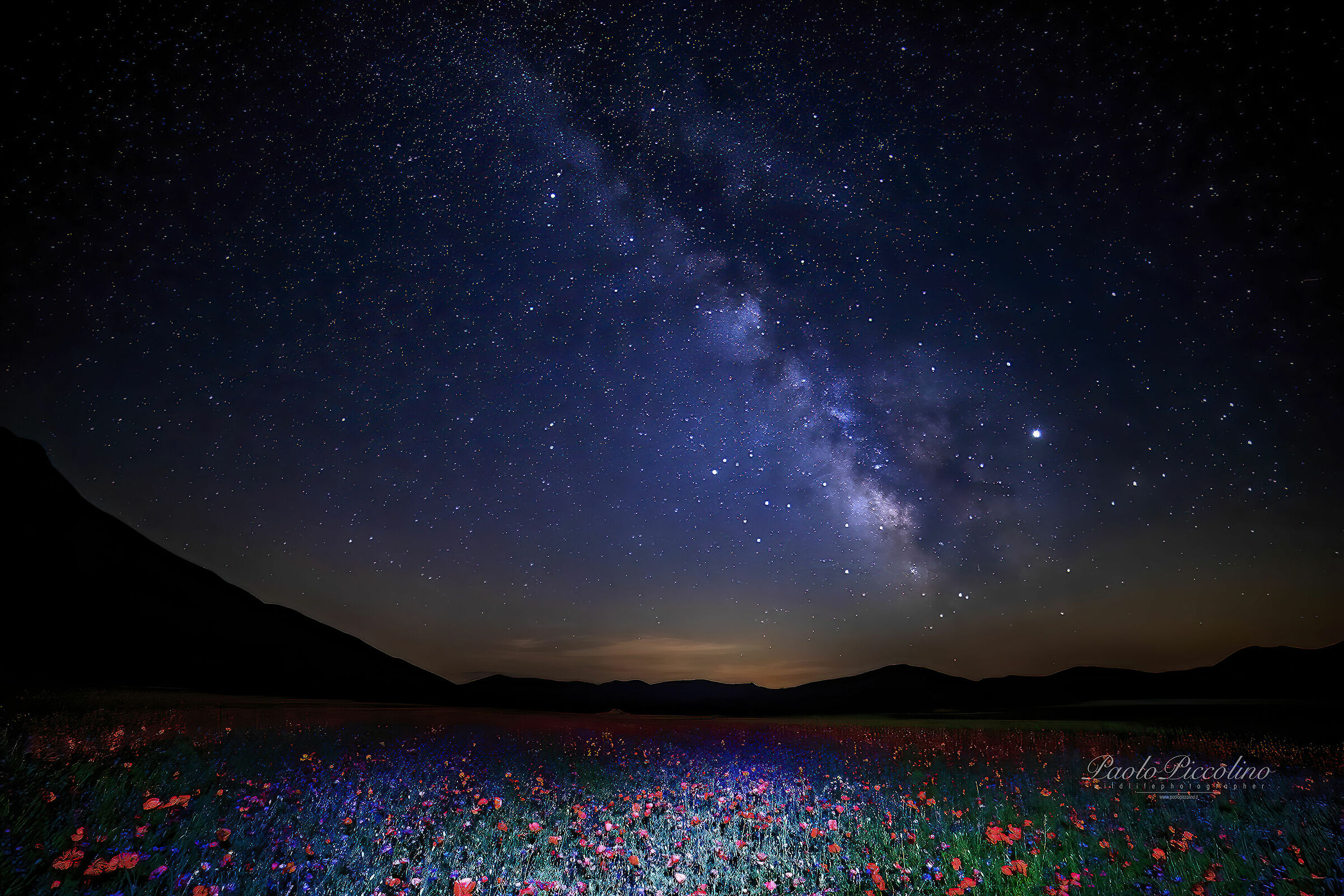 poppies in castelluccio