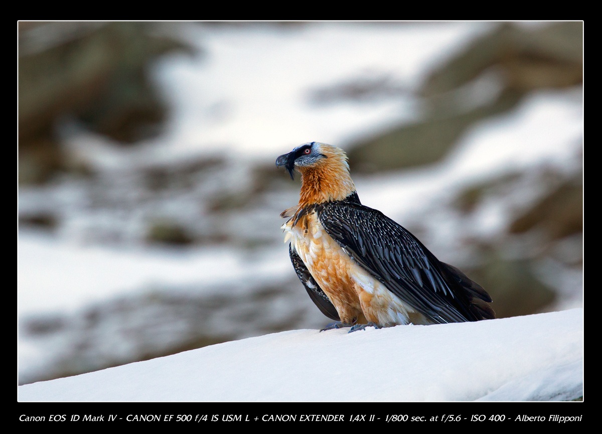 Bearded Vulture adult lying on the ground