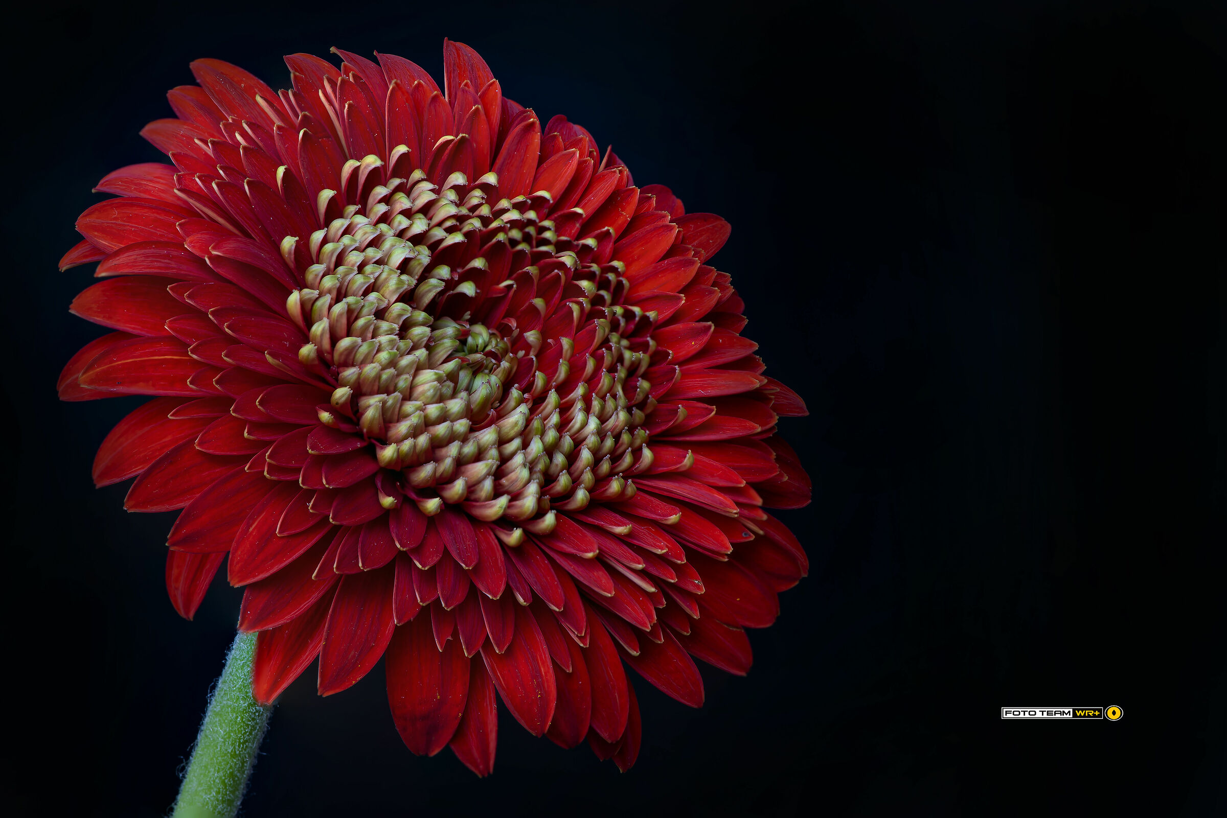 Gerbera