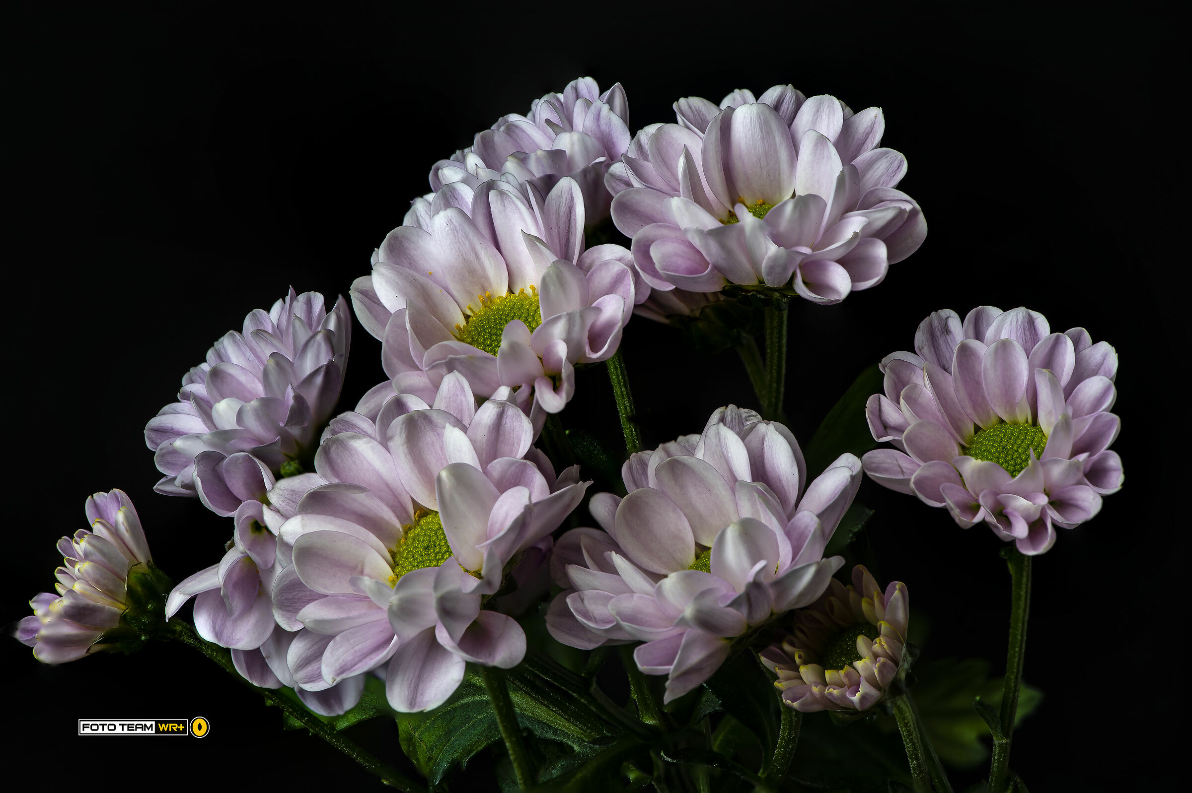 Chrysanthemum
