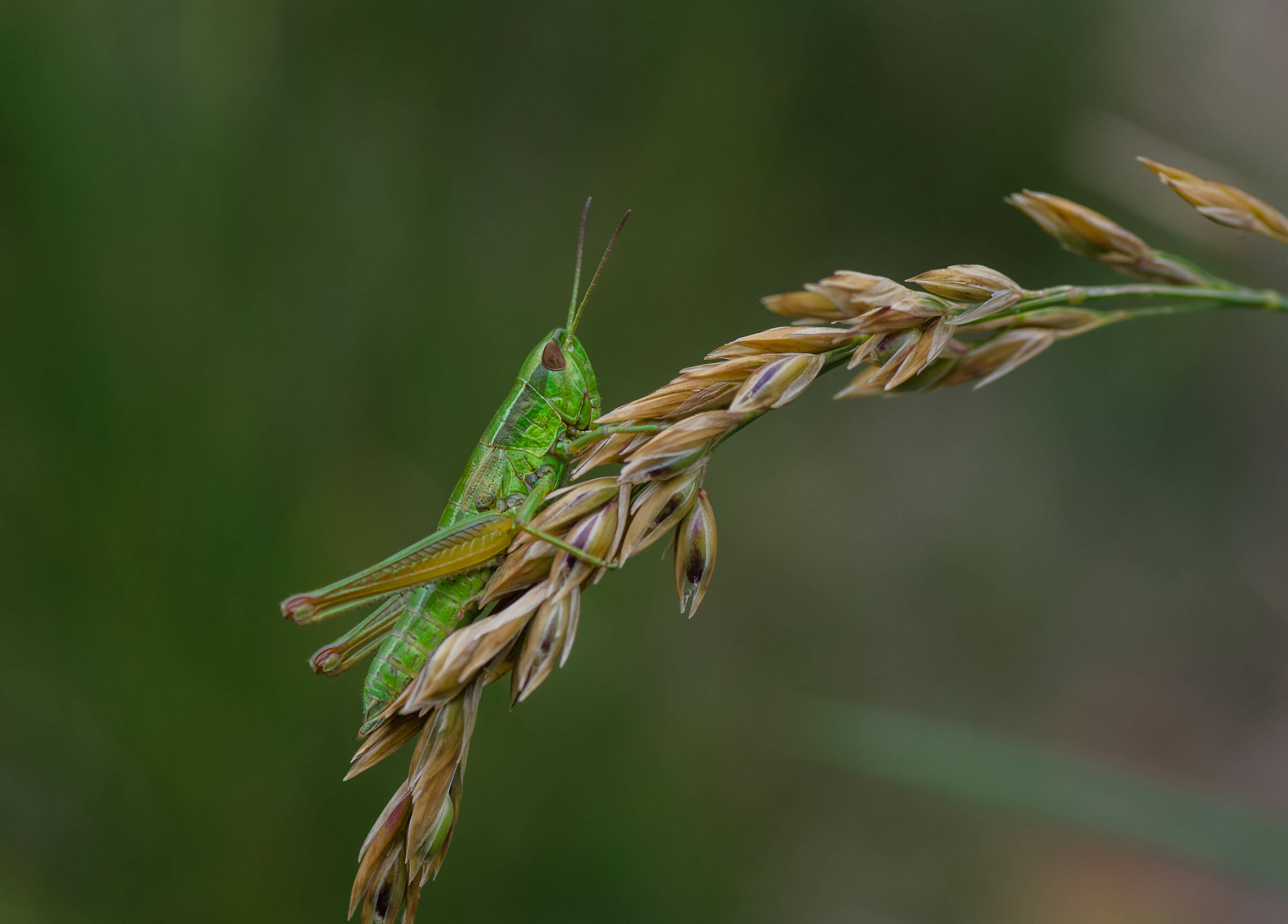 Euthystira brachyptera