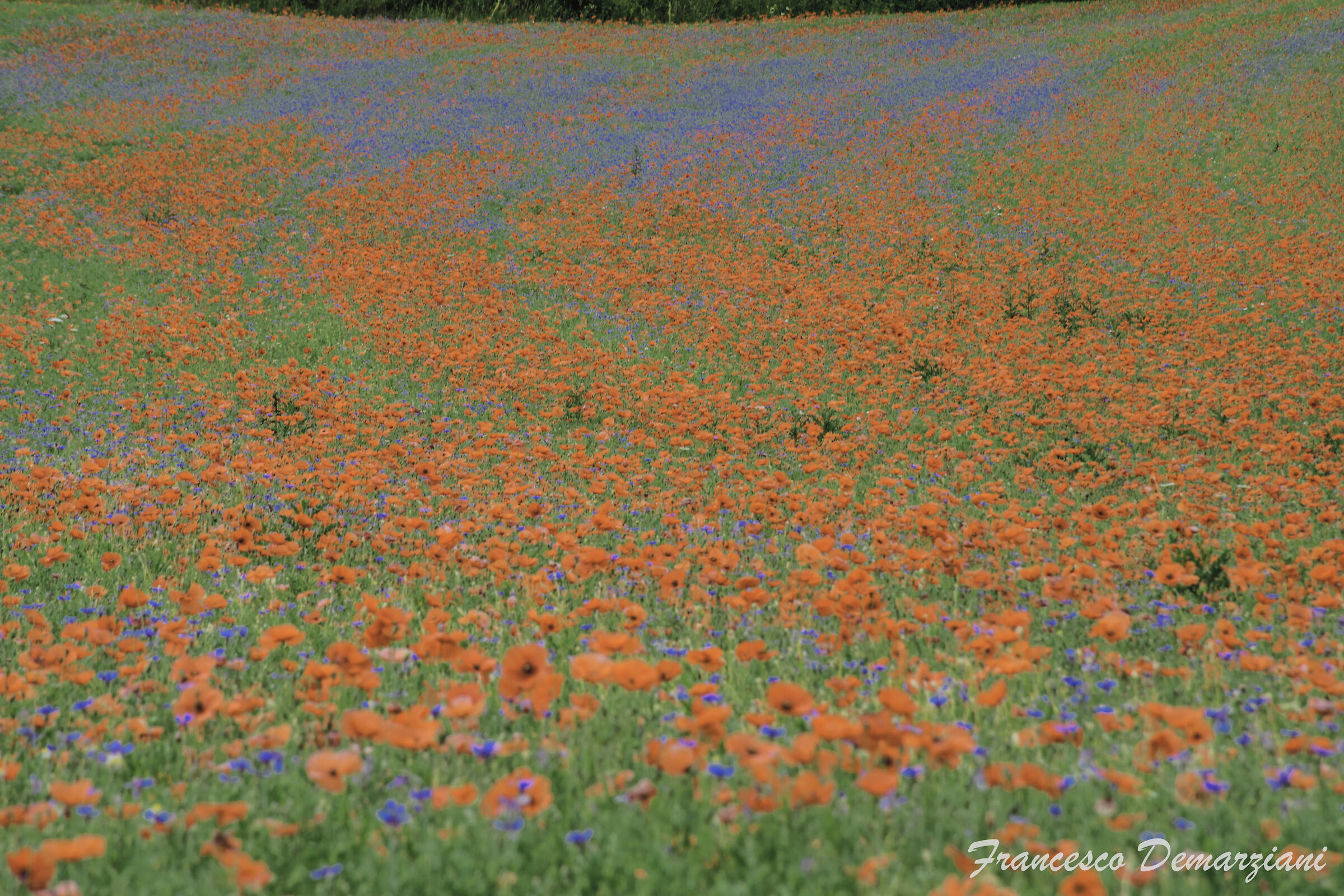 Castelluccio di Norcia