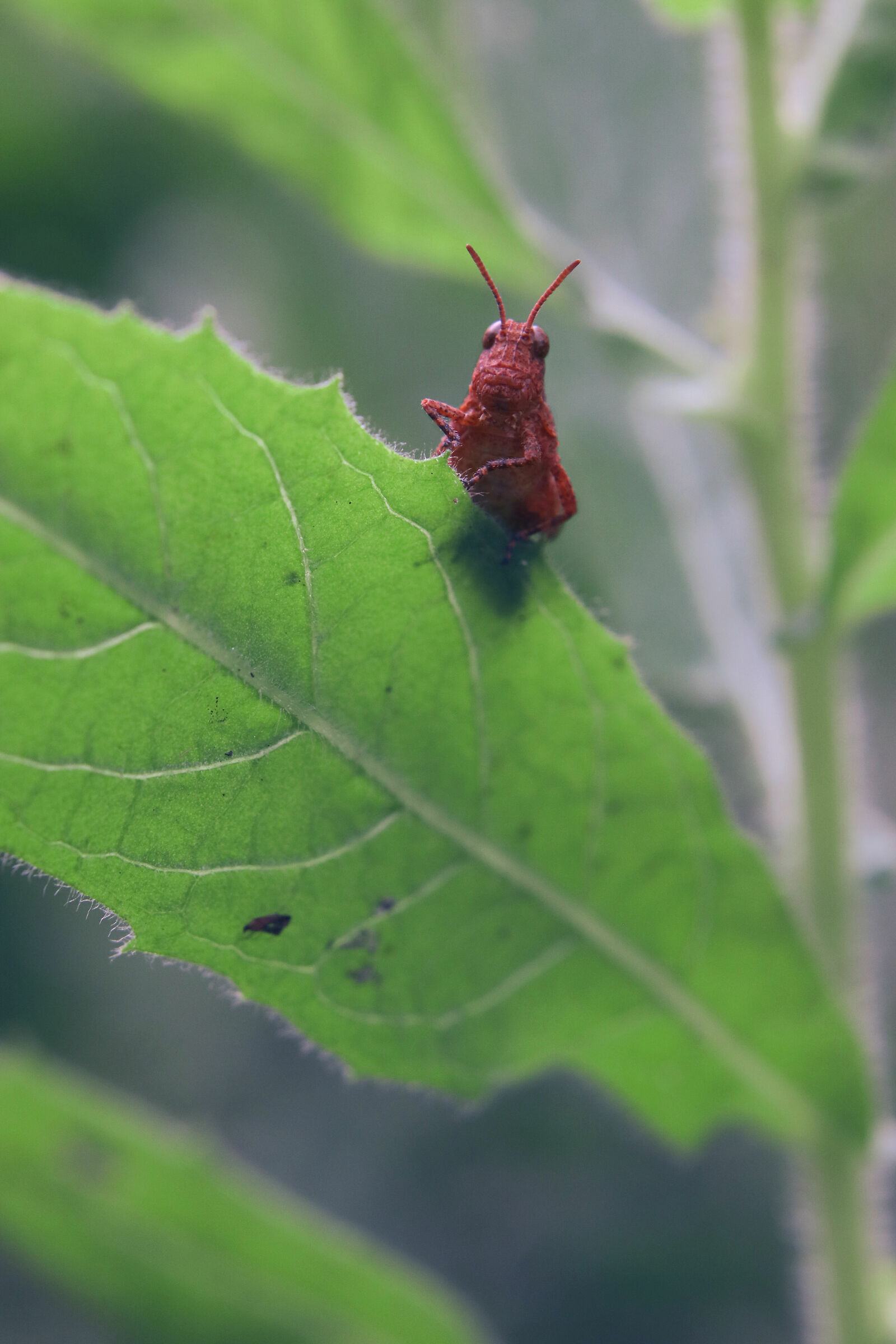 Red alien, what is it?