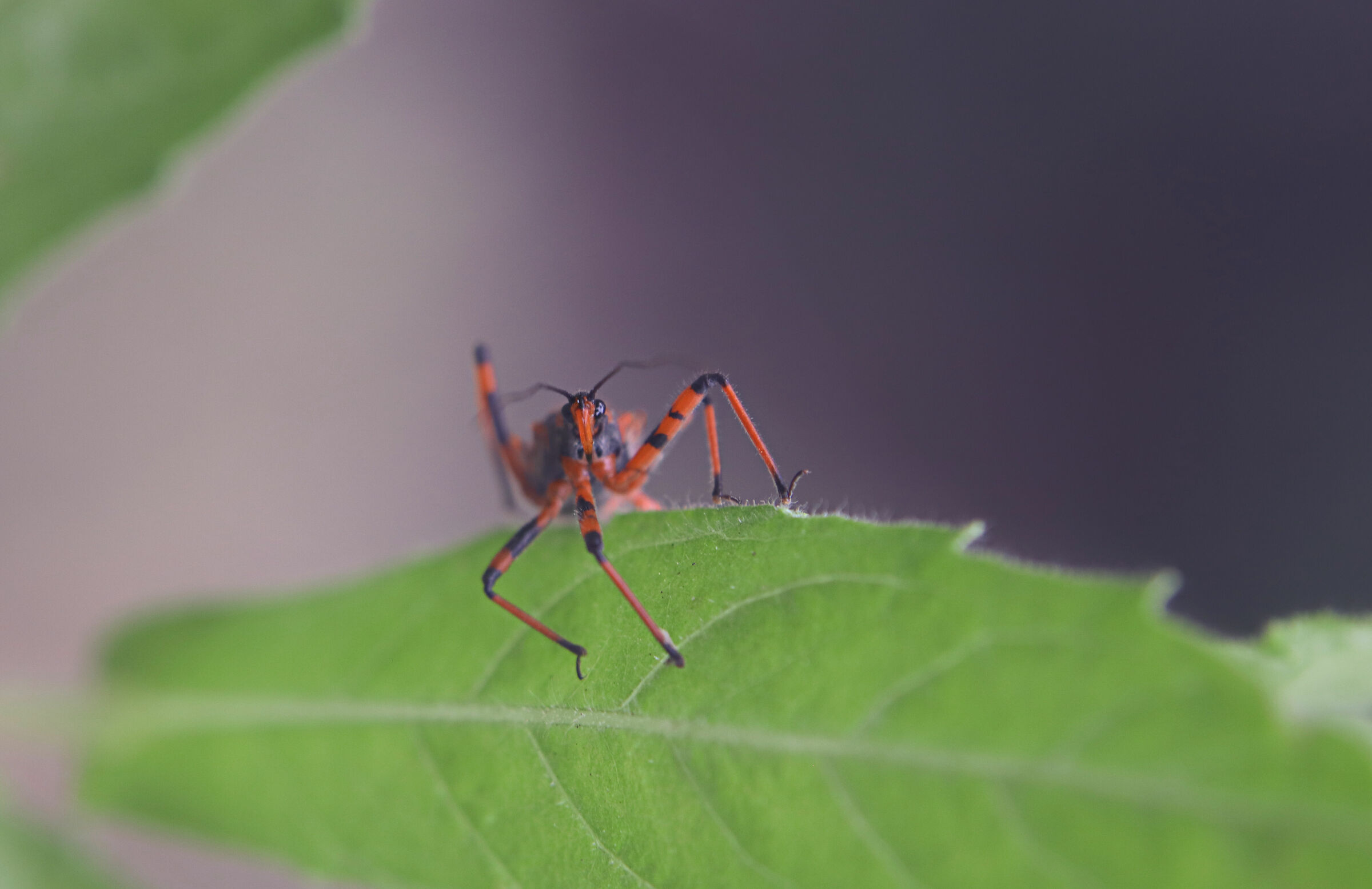 Assassin Bug