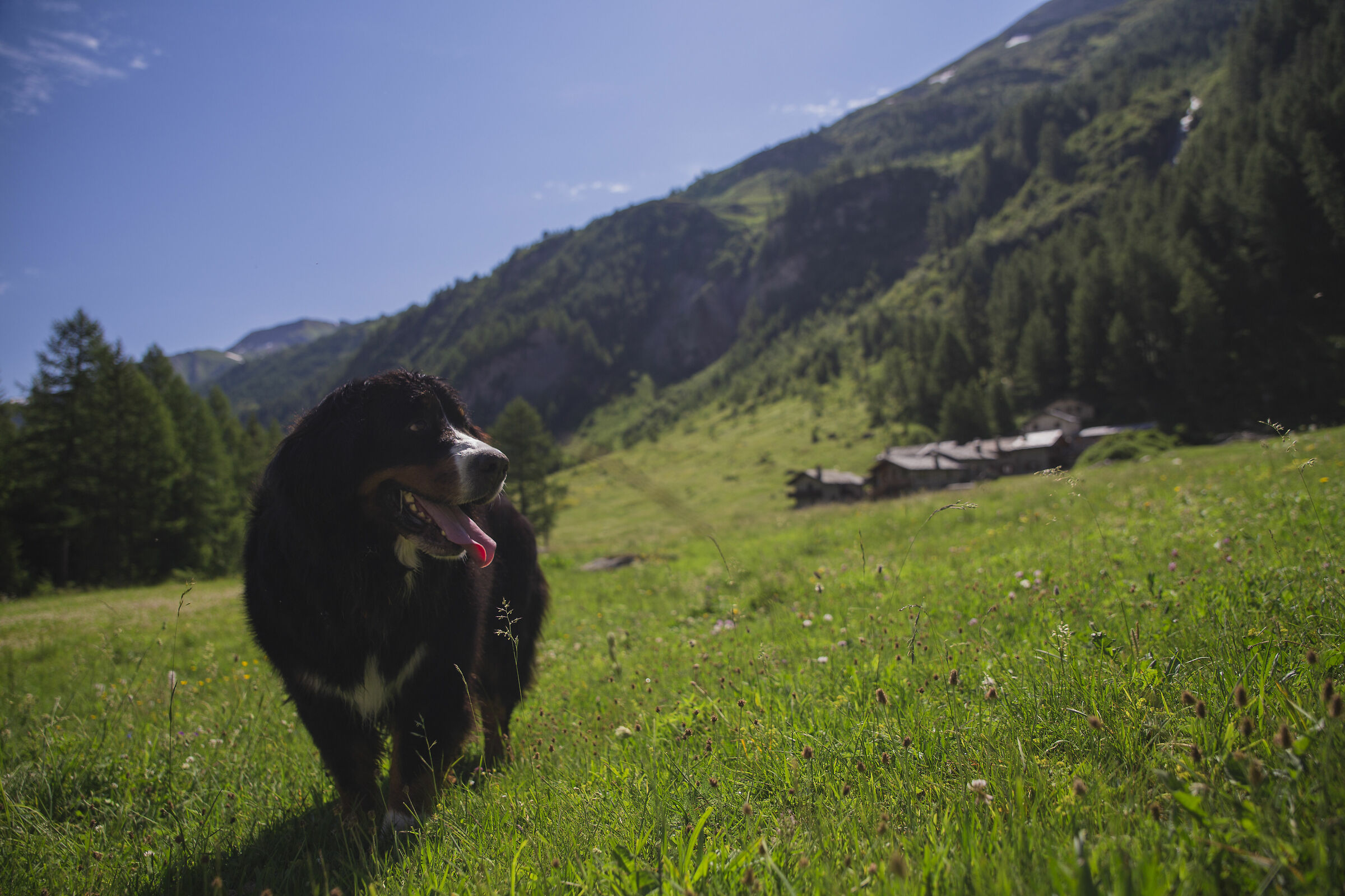 The Queen of Monte Bianco