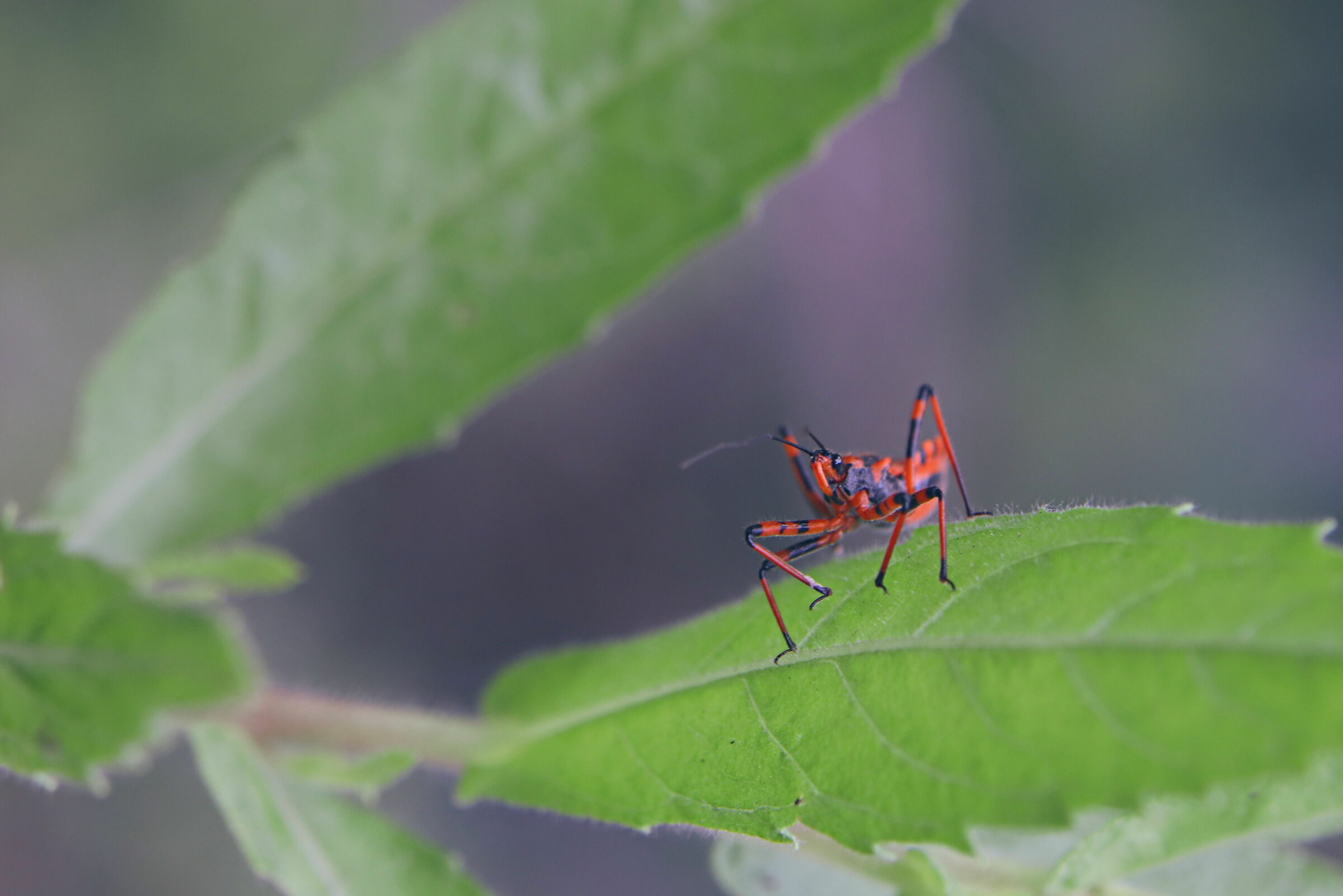 Assassin Bug II