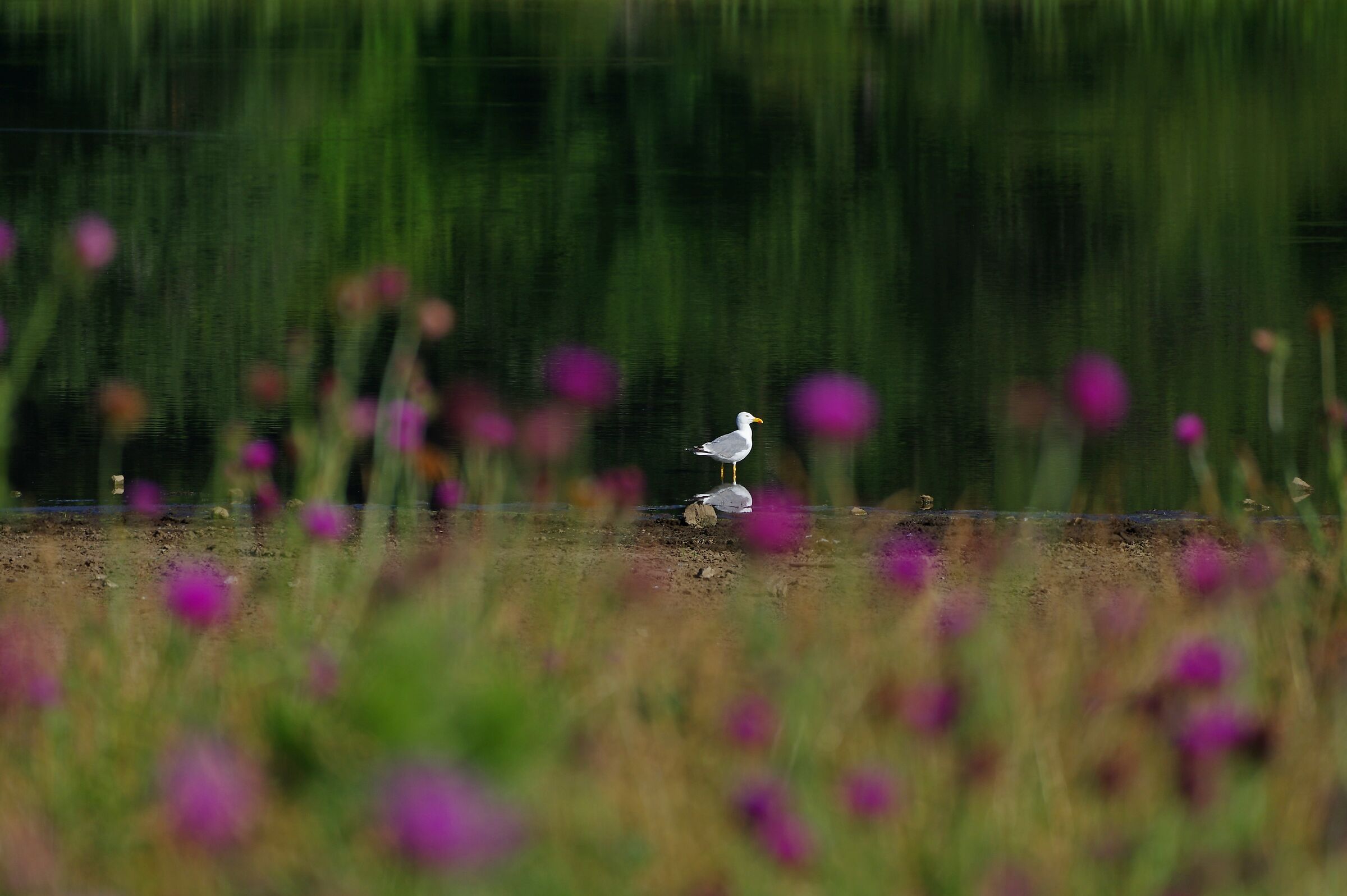 The flowering of thistallows on the Laceno
