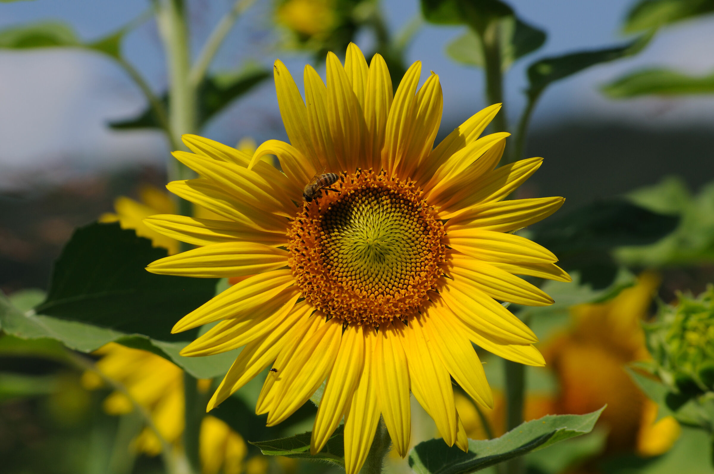 Sunflower, New