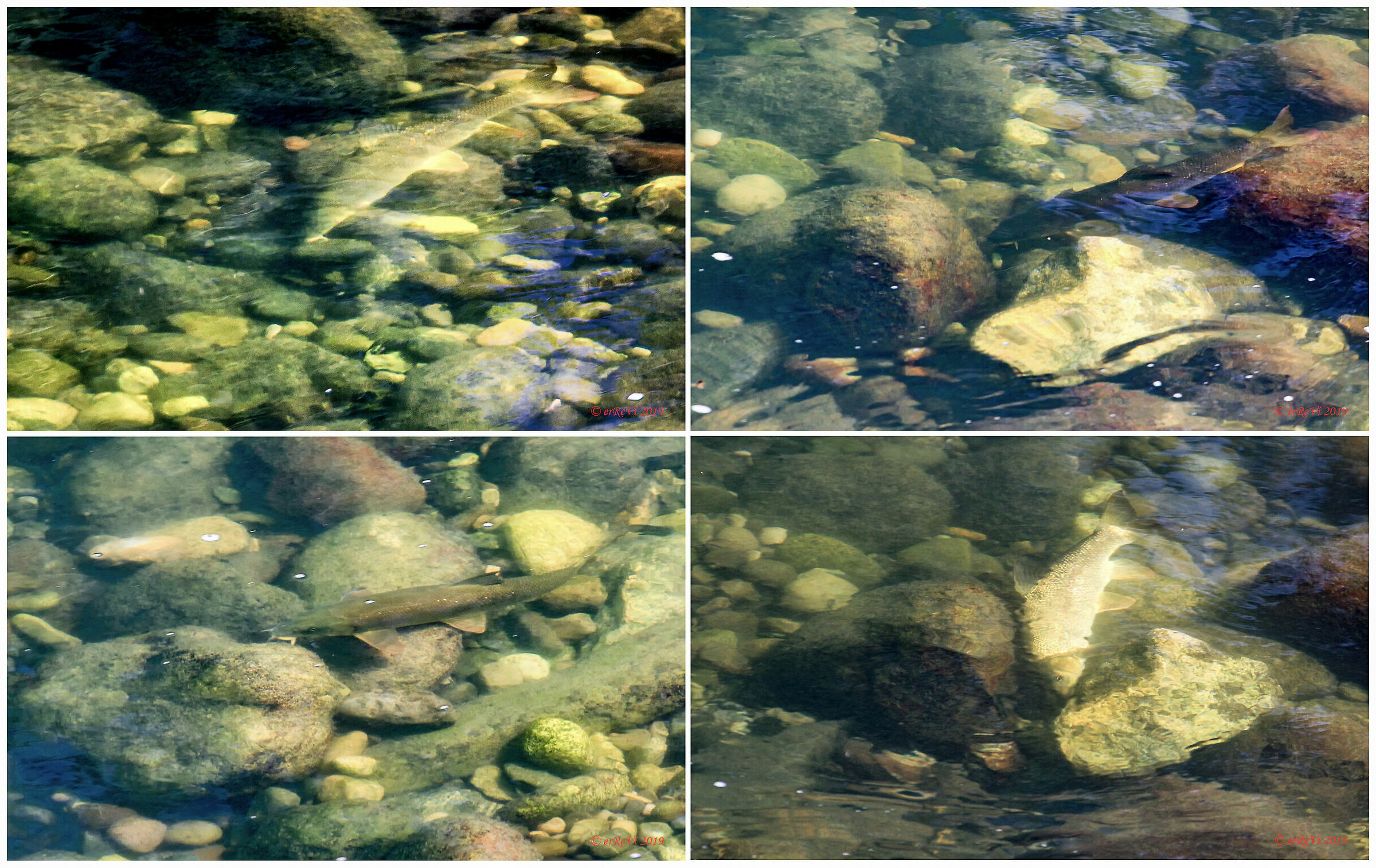 Fish watching (Barbi)