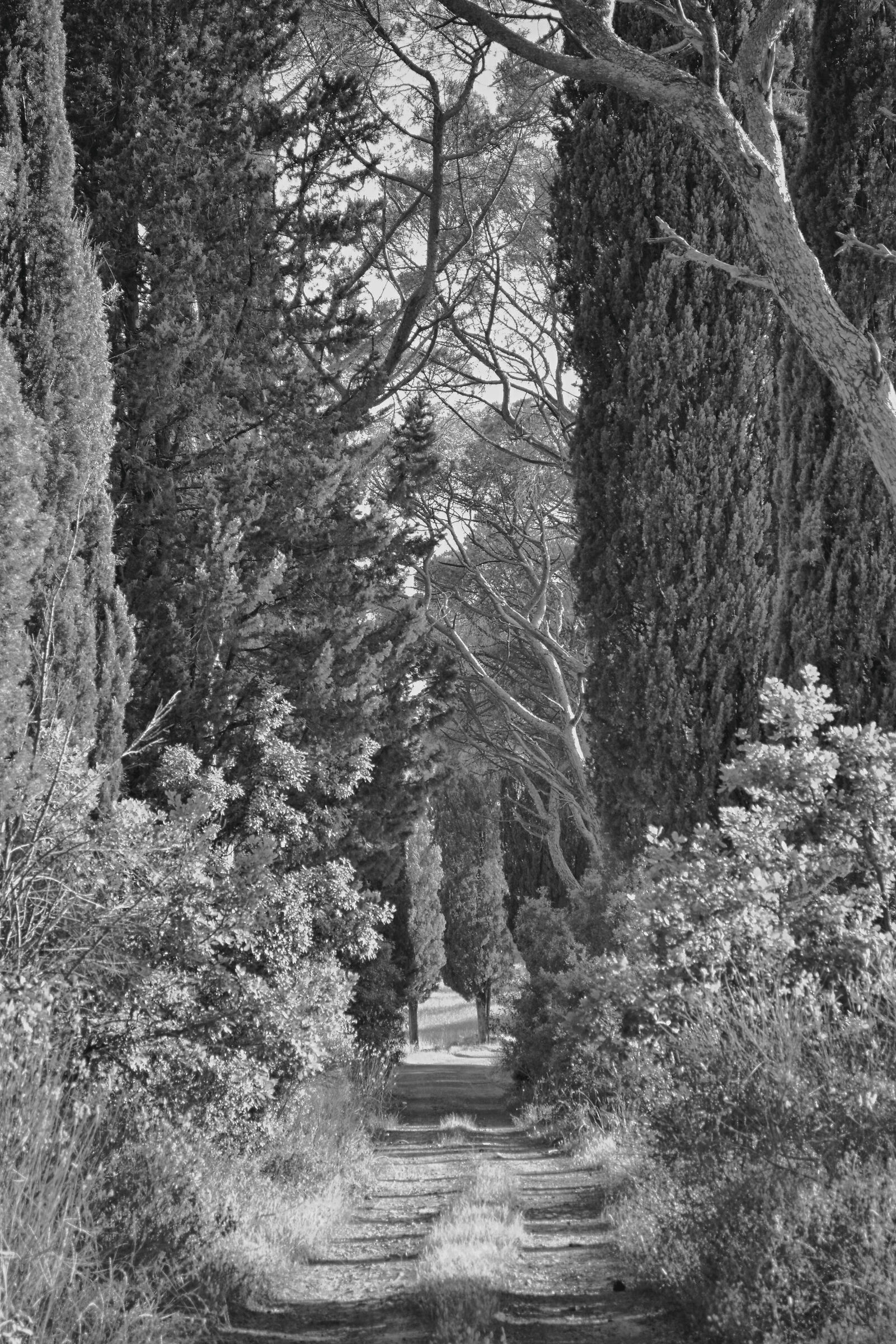 That Path in the Woods