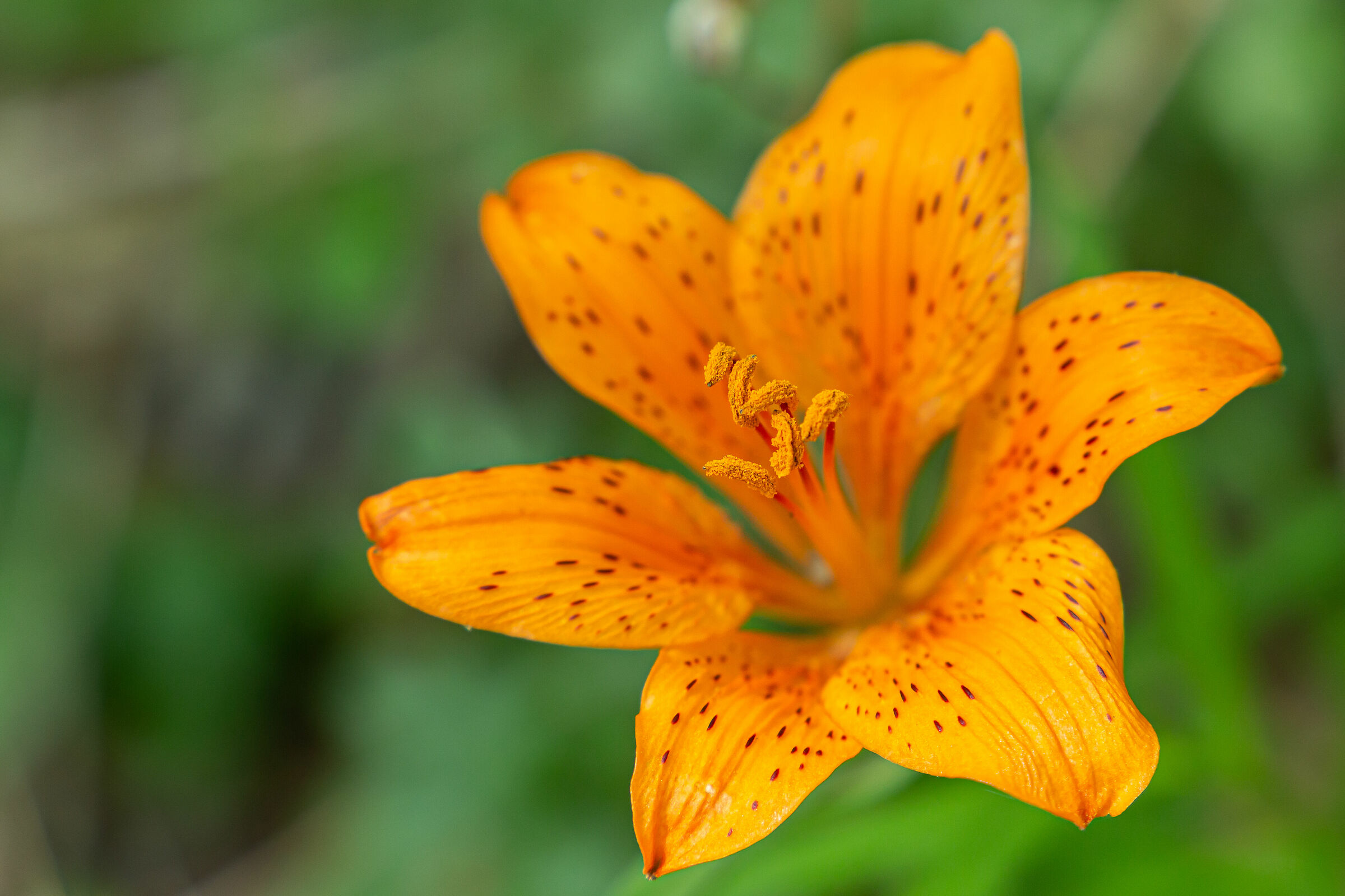 Lilium of the Dauni Mountains
