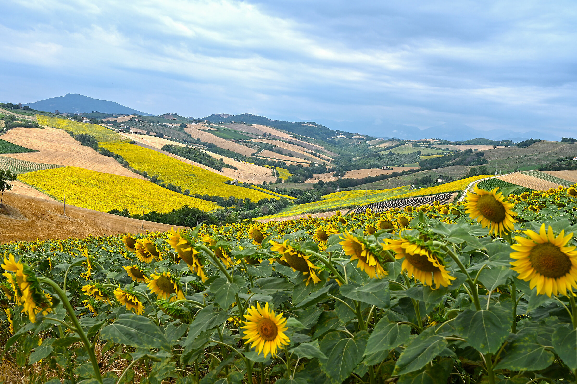 Our Marche countryside is colored yellow...