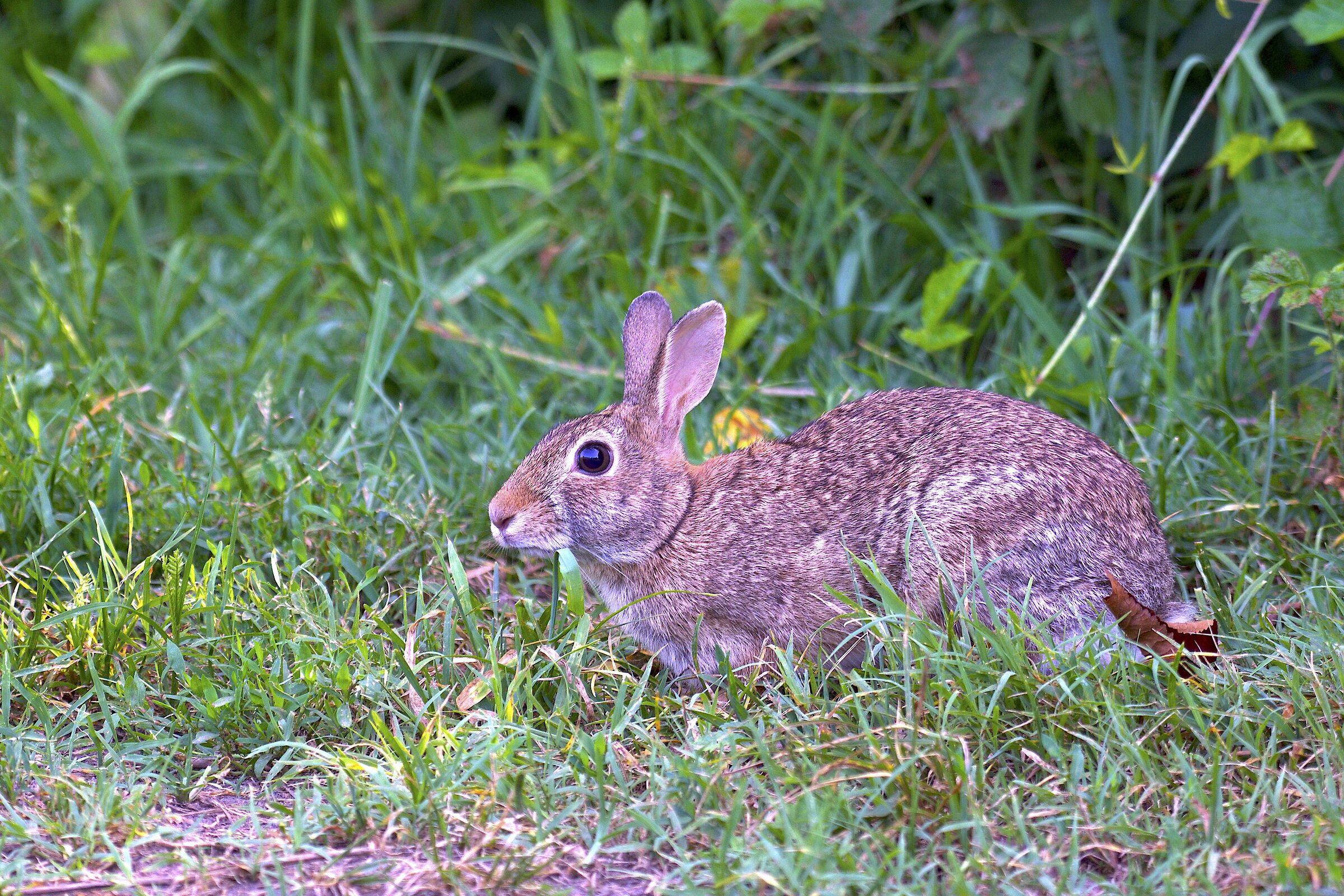 Silvilago o mini lepre