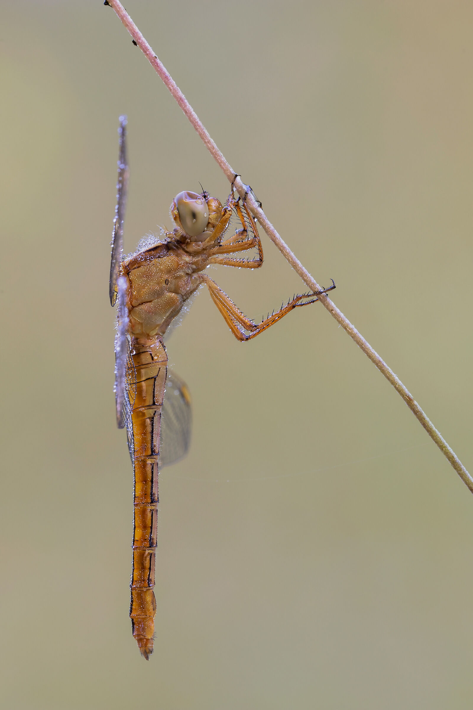 Orthetrum-coerulescens