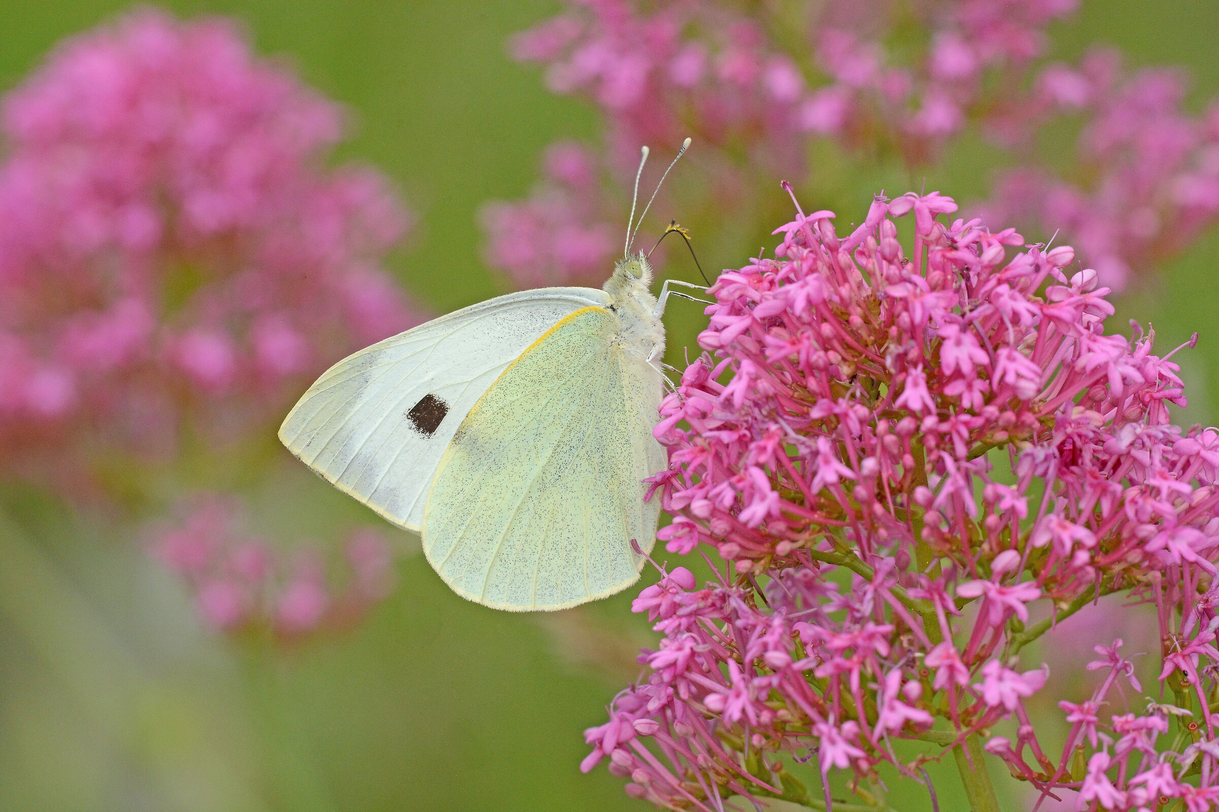 Pieris brassicae Cavolaia Major)