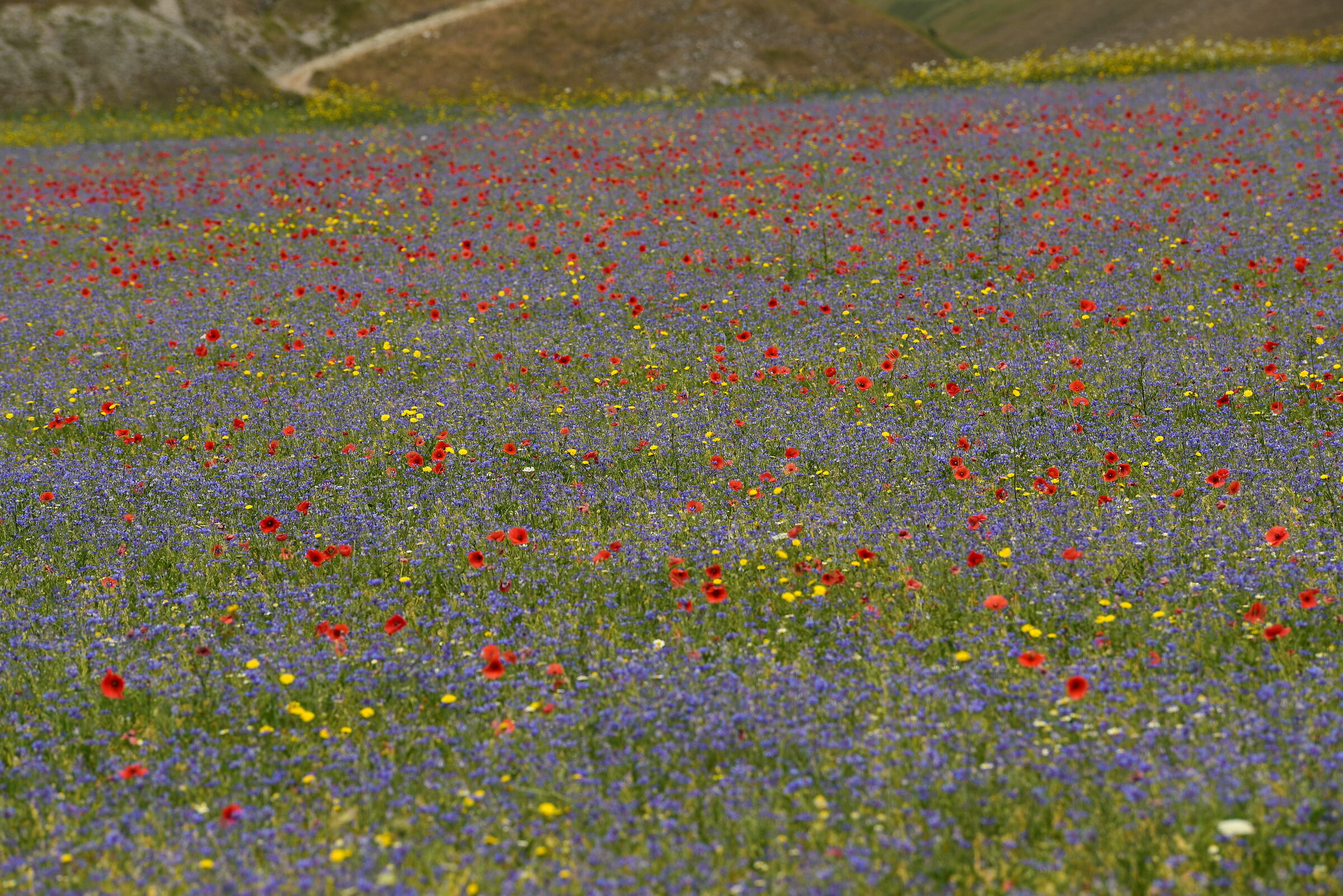 fioritura 2019 di Castelluccio di Norcia