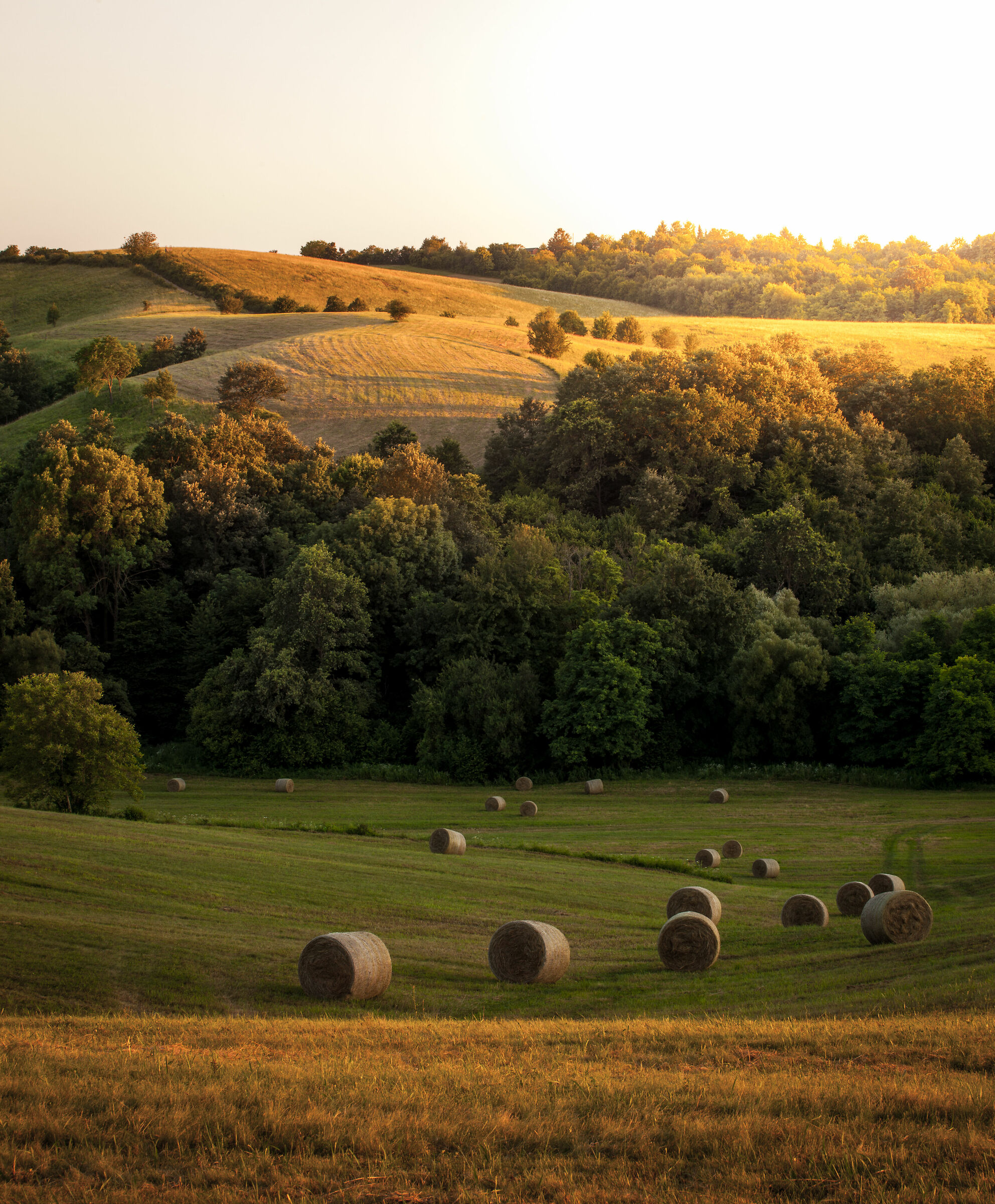 Paesaggio di Baranya
