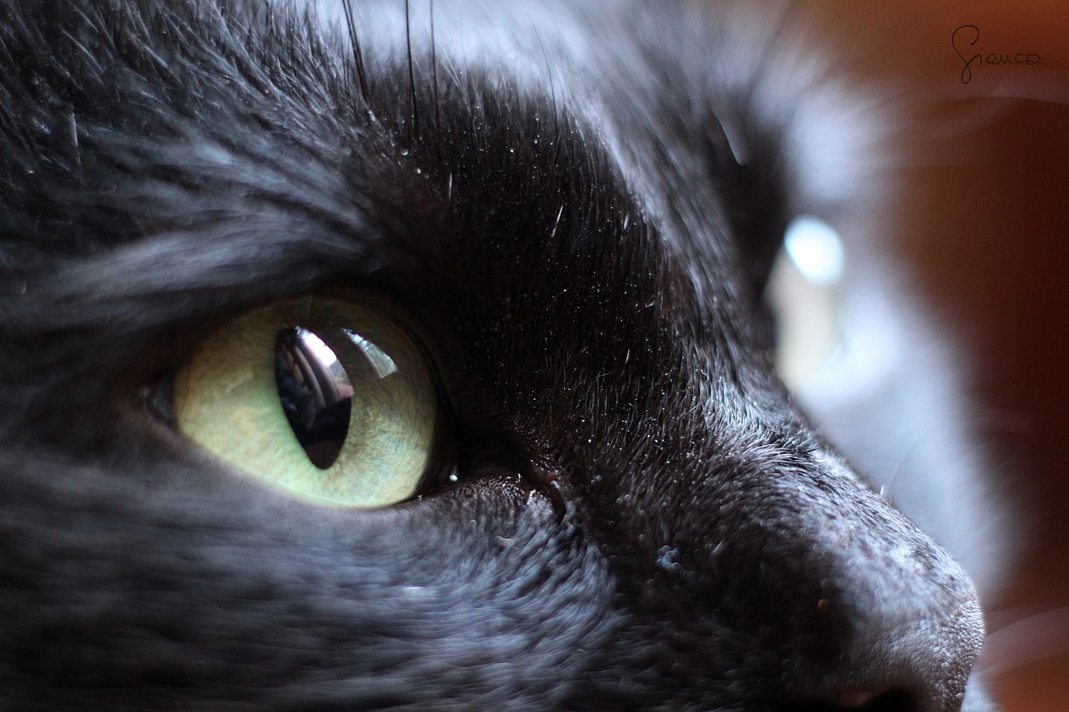 black cat, green eyes
