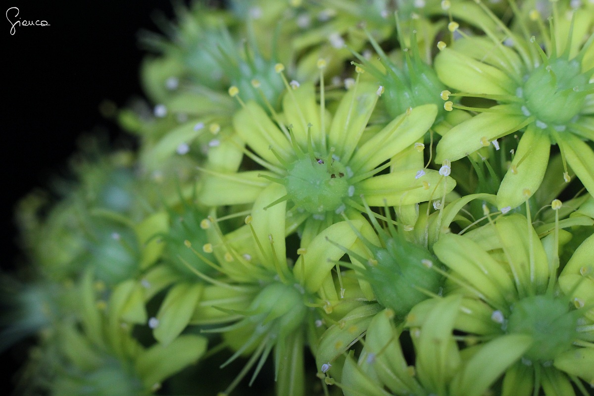 flowers of succulent