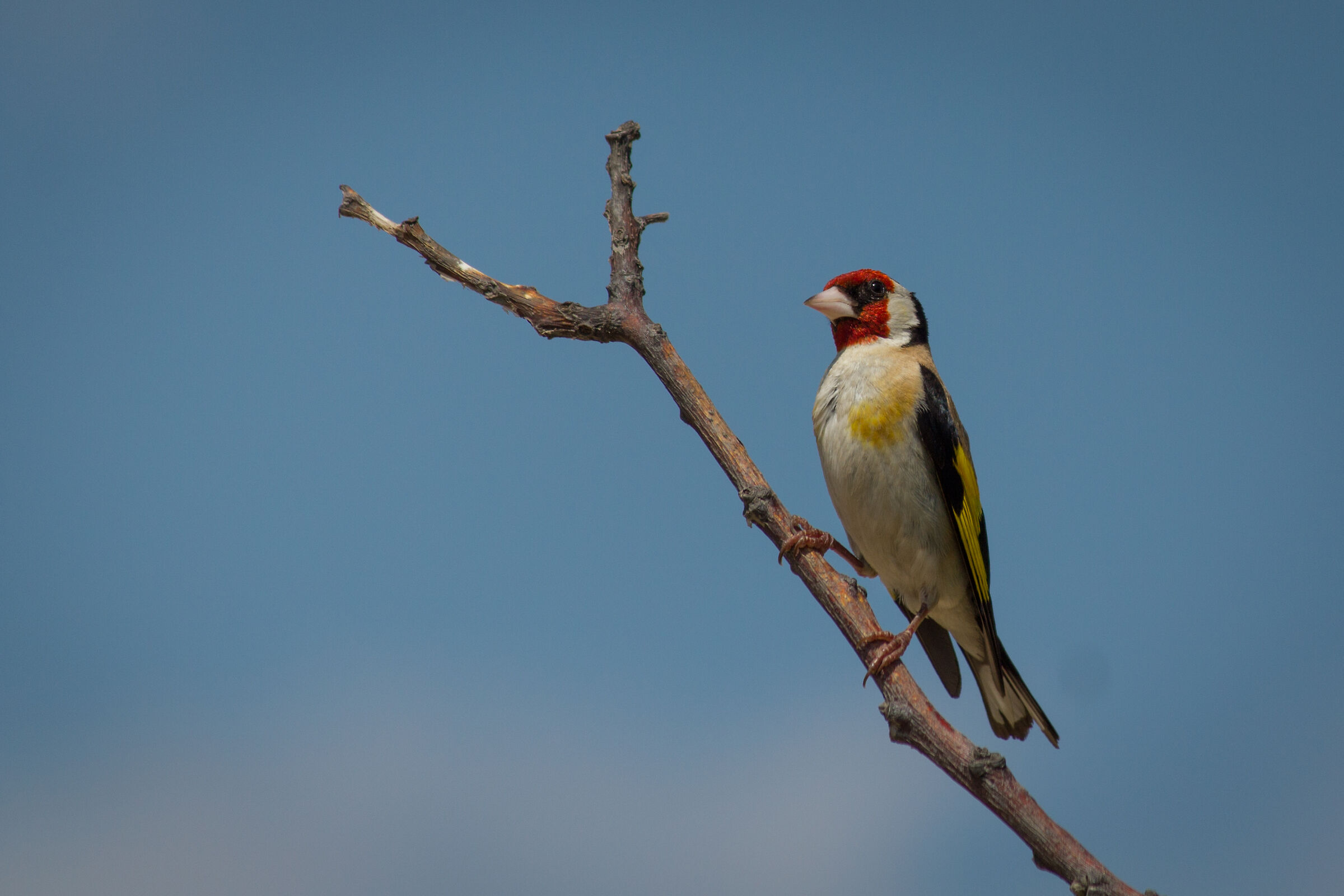 Goldfinch