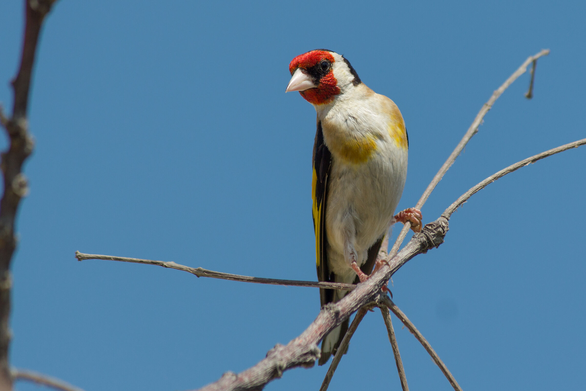 Goldfinch