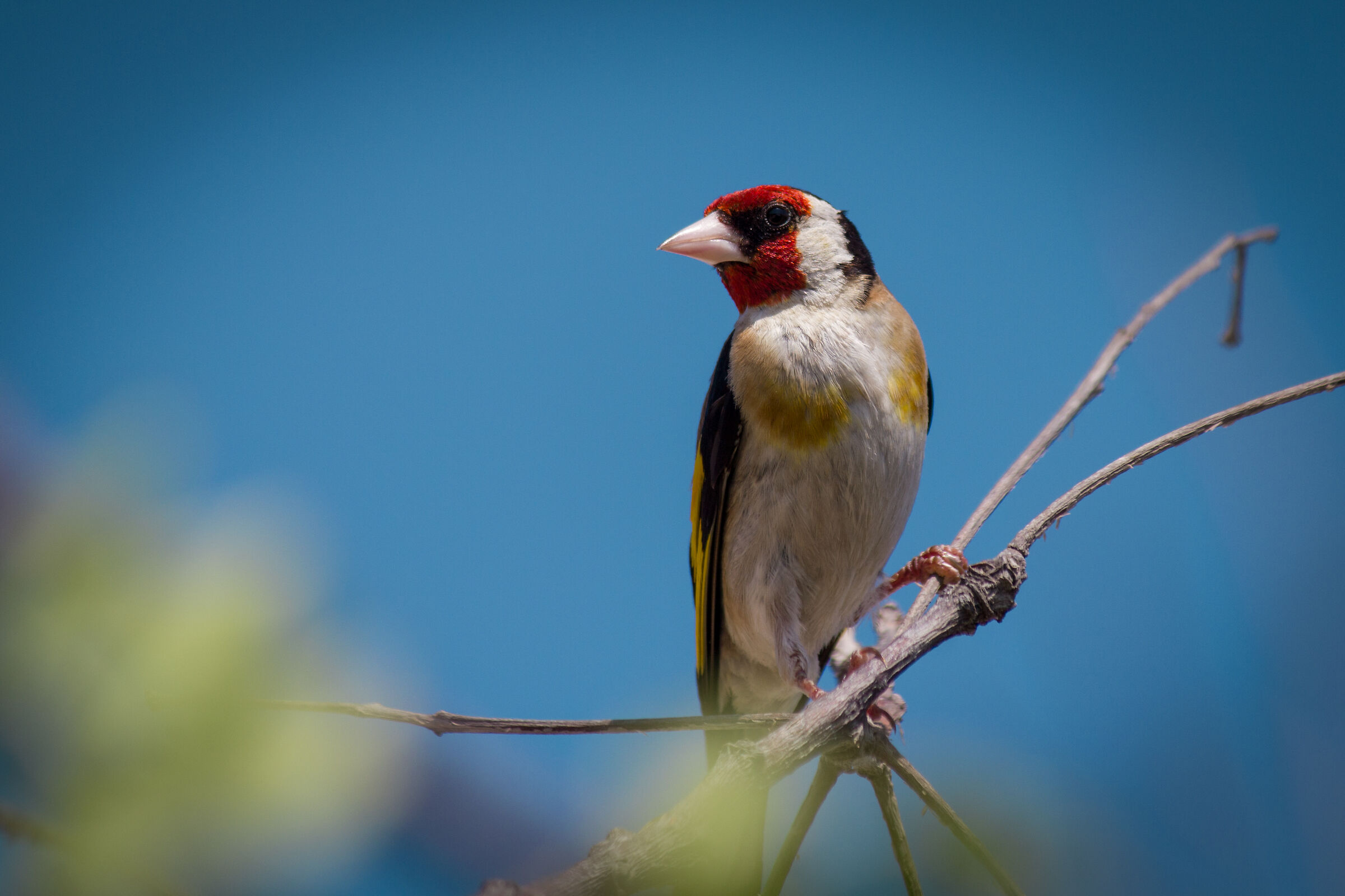 Goldfinch