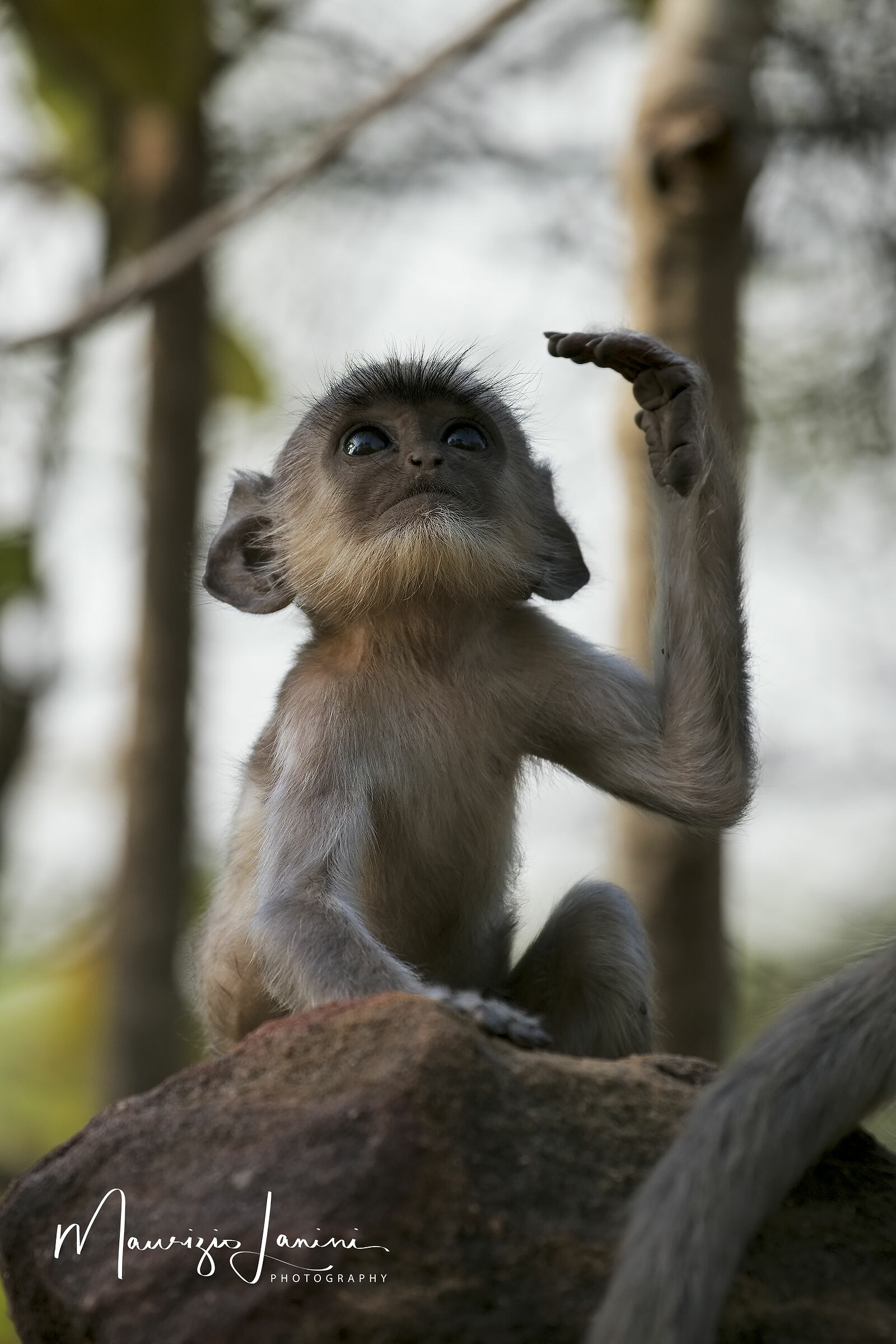 Almost human attitudes!