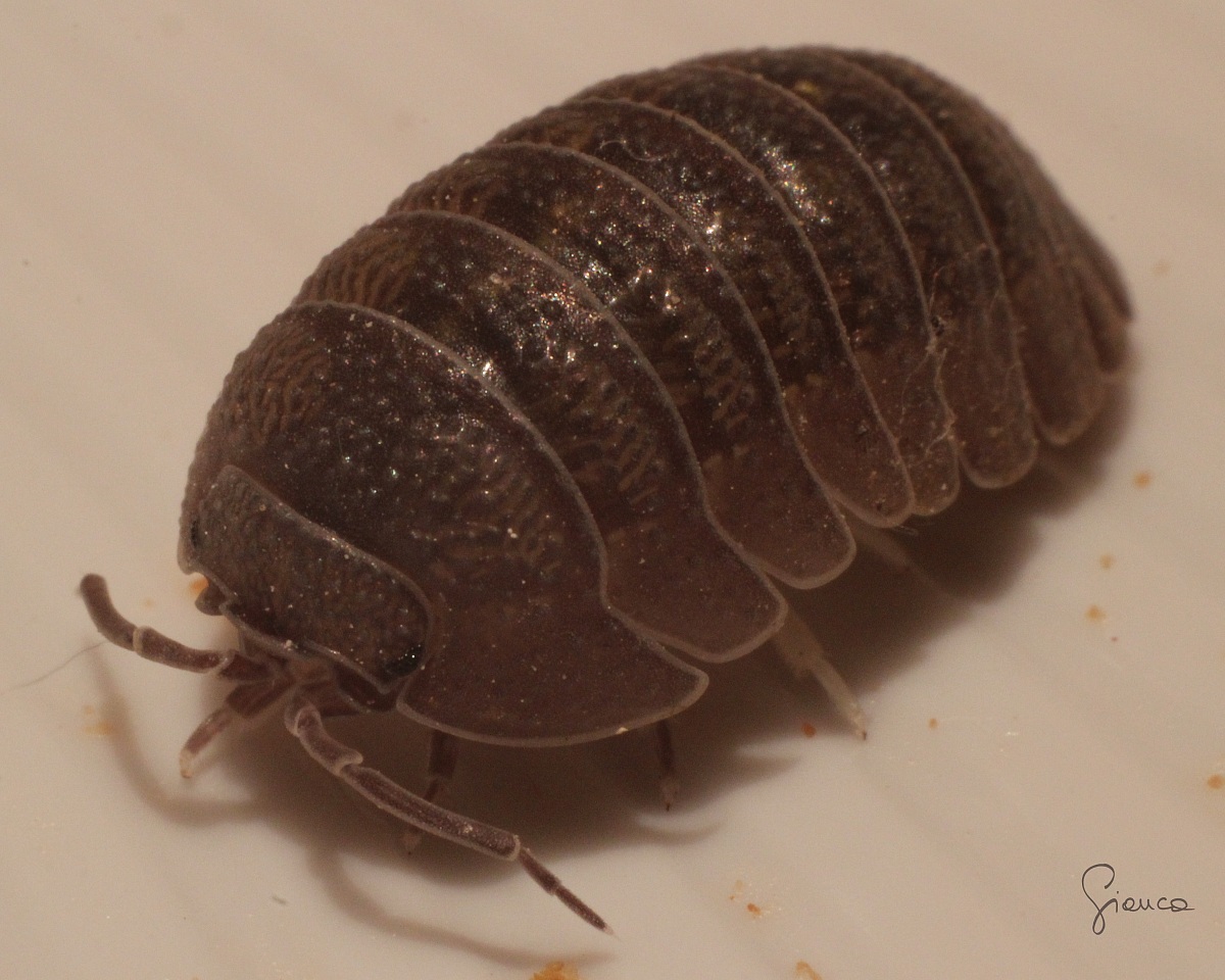 Woodlice