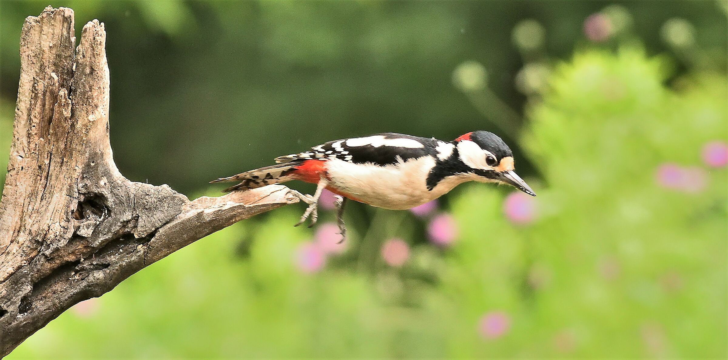 Major red woodpecker