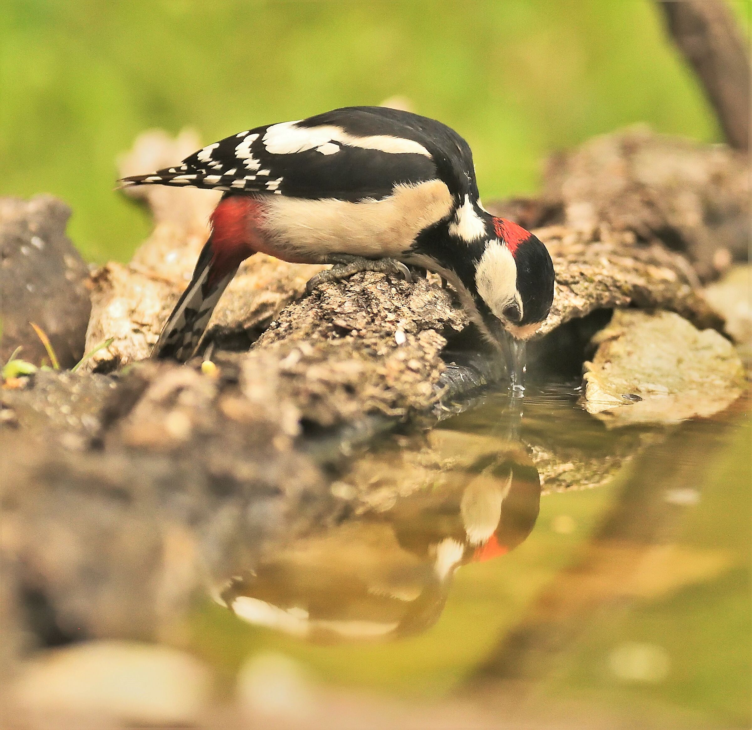major red woodpecker