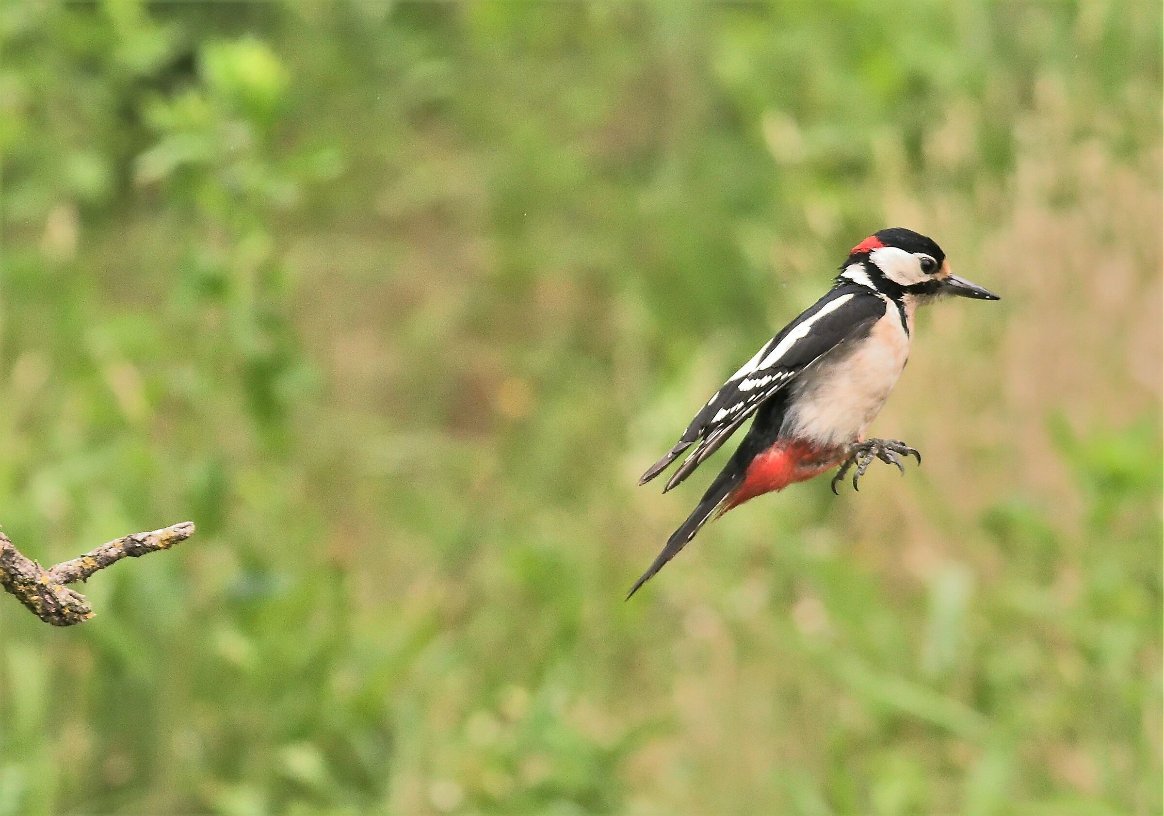 major red woodpecker