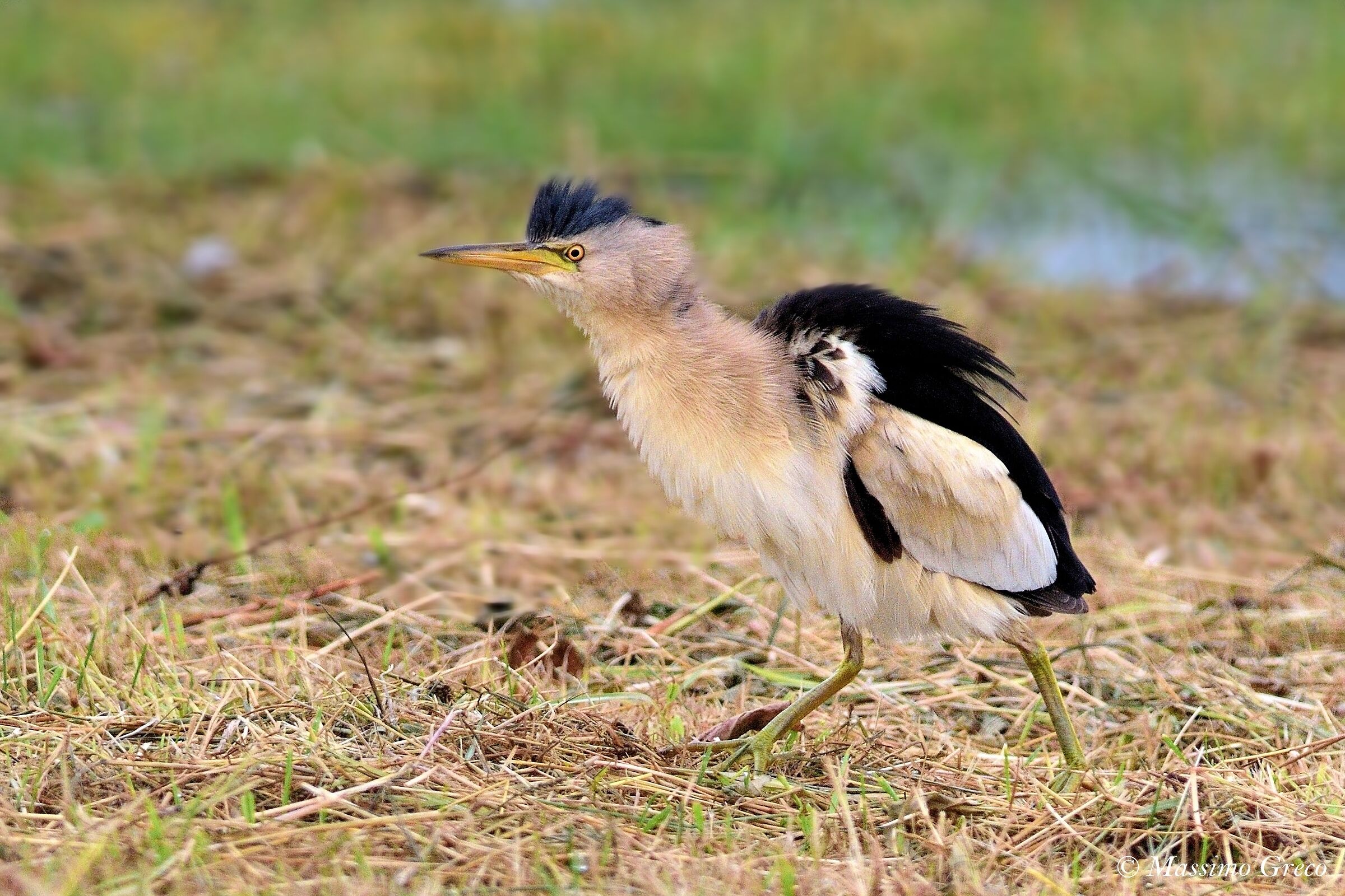 Tarabusino (Ixobrychus minutus)