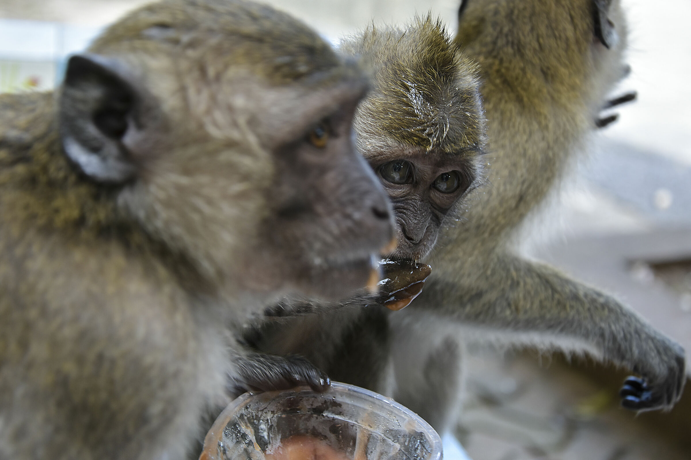 monkey temple