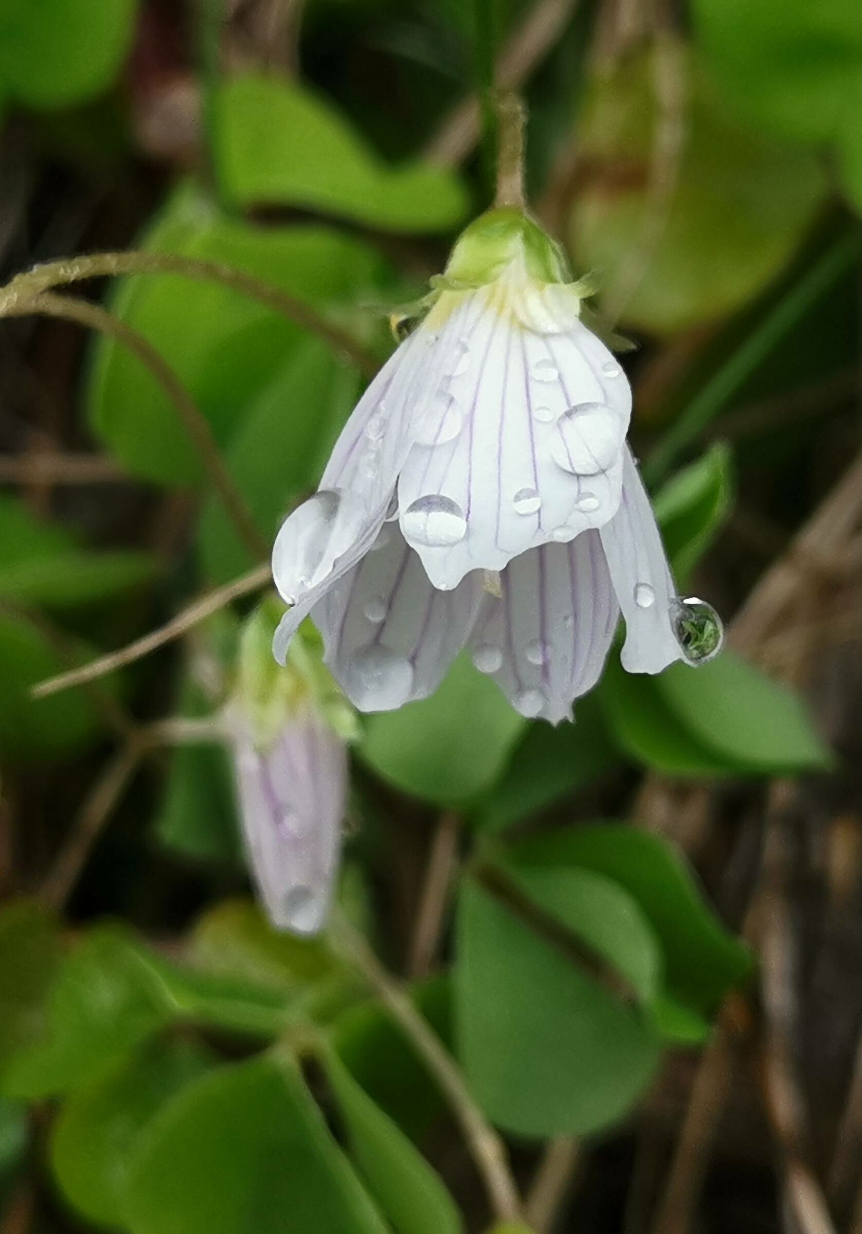 Piu" piccolo piu" bello - 2 -