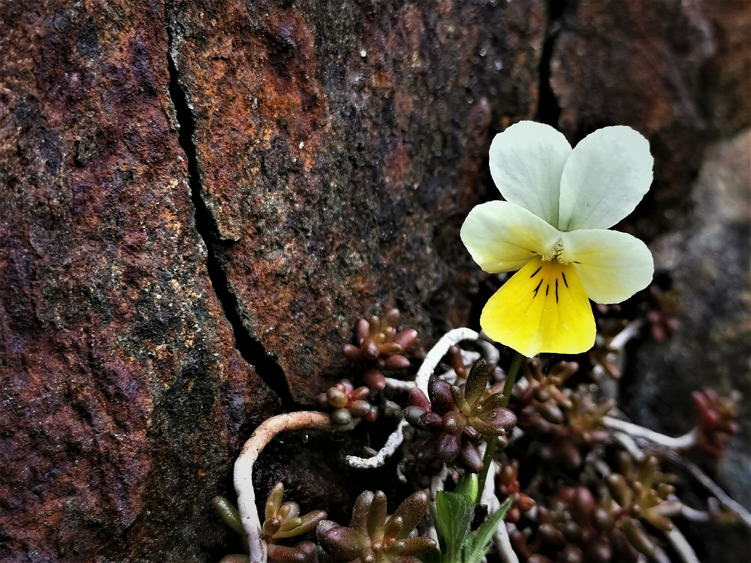 Piu" piccolo piu" bello - 3 -