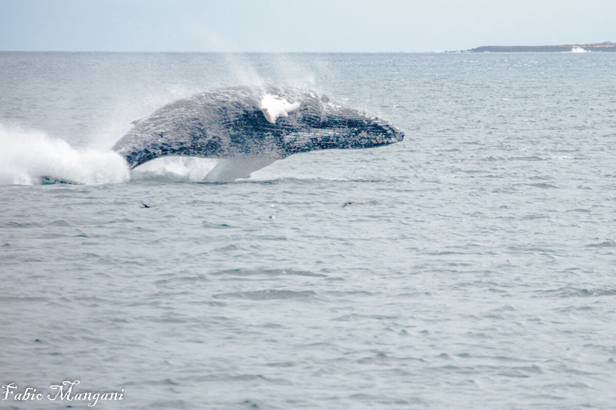 Galapagos humpback whale