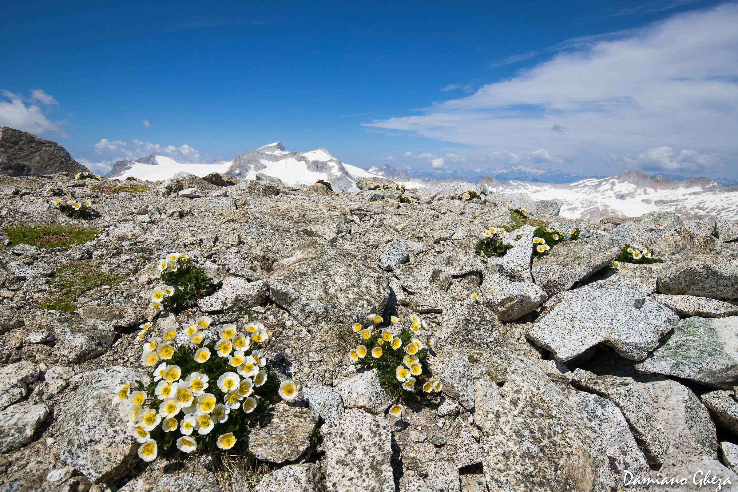 Ranuncoli glaciali e Adamello